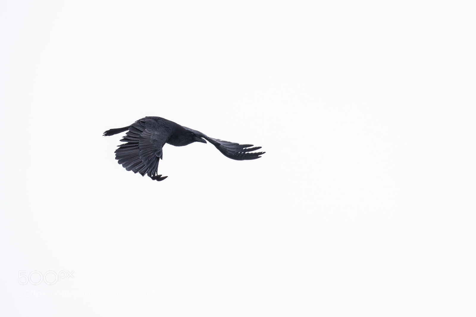 Panasonic Lumix DC-GH5 sample photo. Flight photography