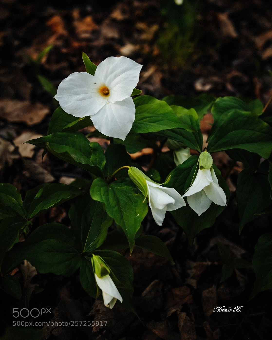 Canon EOS 5D Mark IV sample photo. Time of white trillium photography