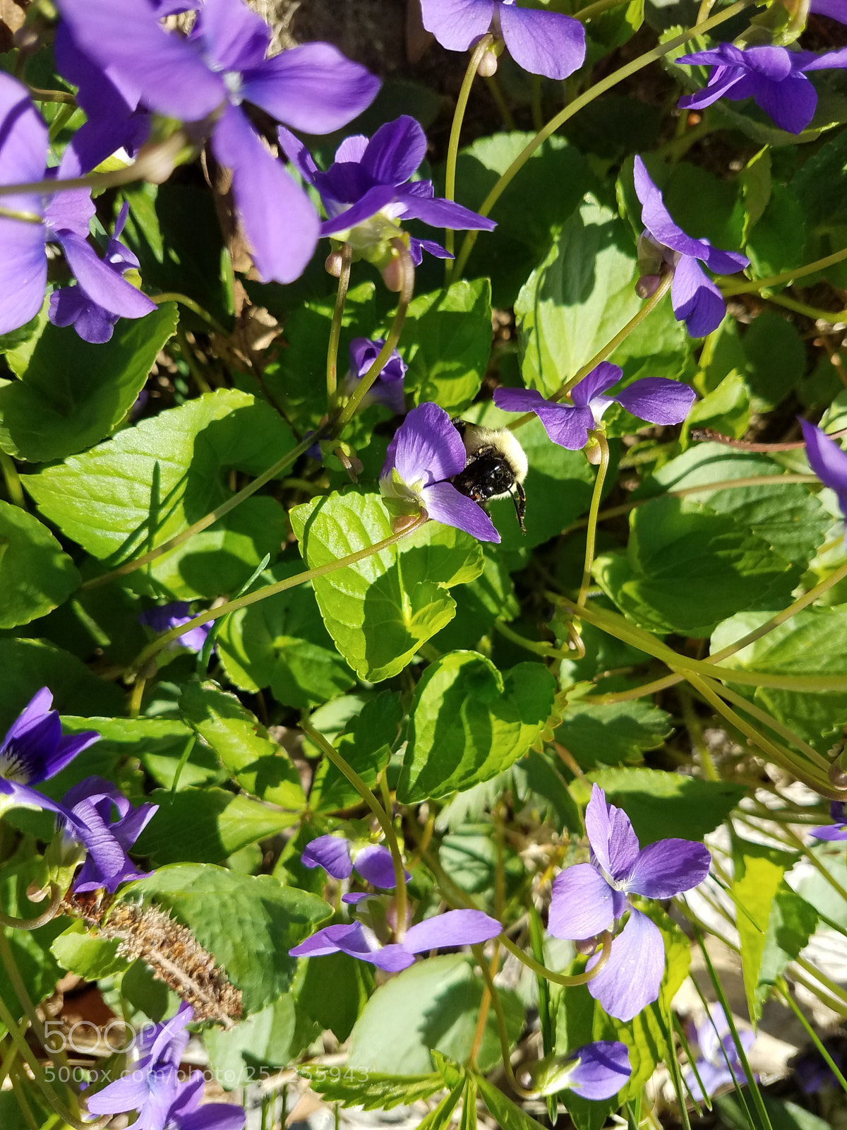Samsung Galaxy S7 Edge sample photo. Violet bee photography