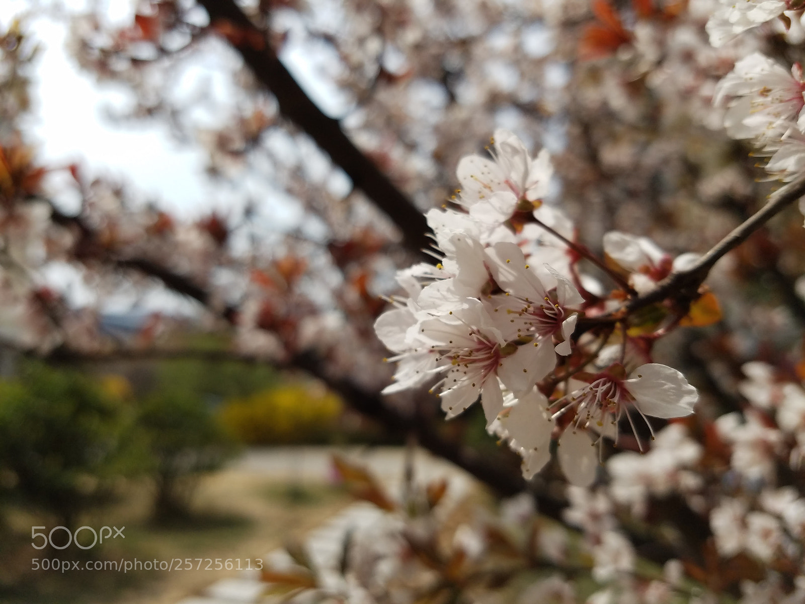 Samsung Galaxy S7 Edge sample photo. Blooming photography