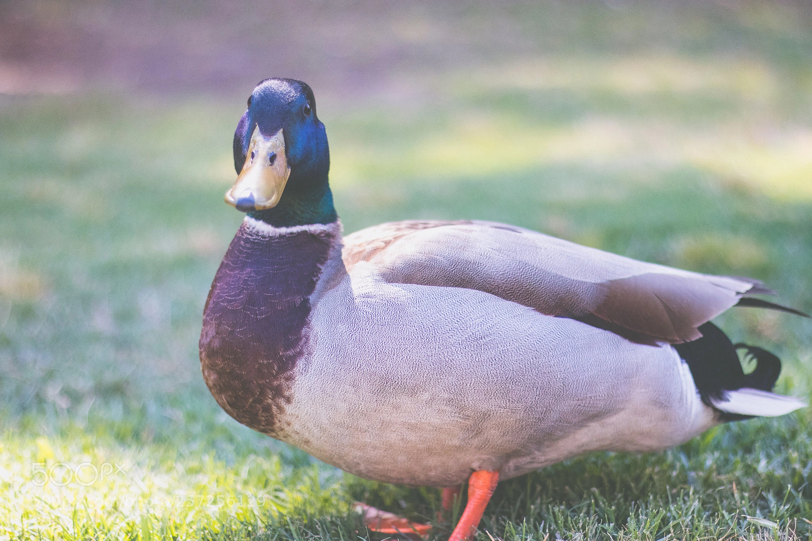 Canon EOS 80D sample photo. Duck. photography