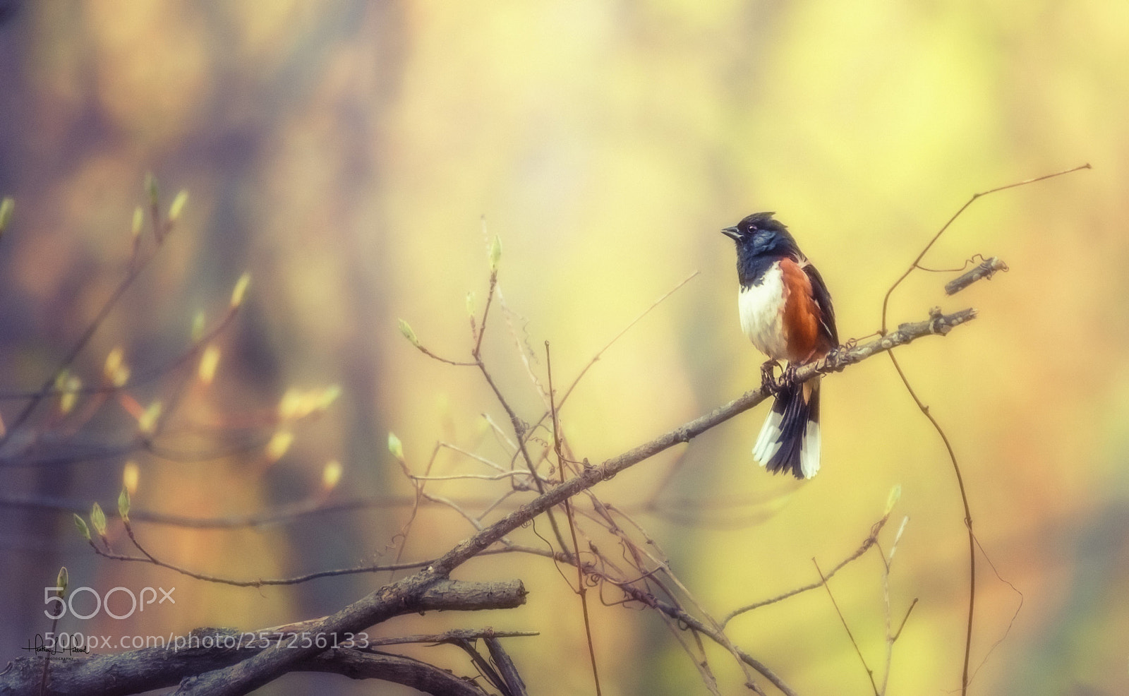 Nikon D810 sample photo. Eastern towhee photography