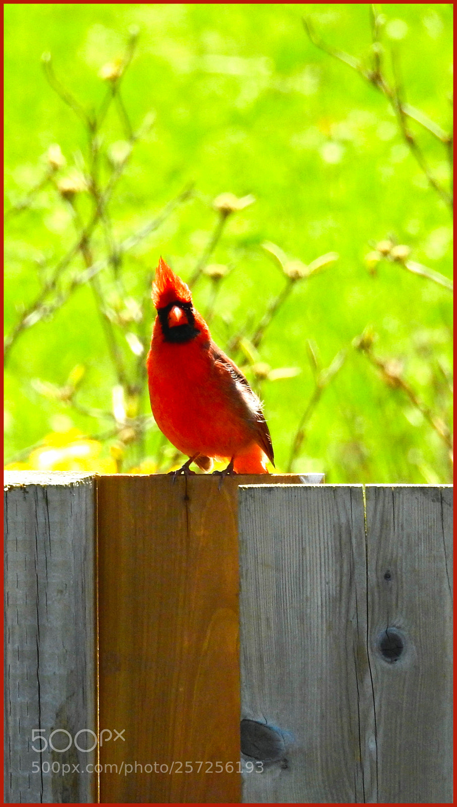 Nikon Coolpix P900 sample photo. Cardinal ll photography