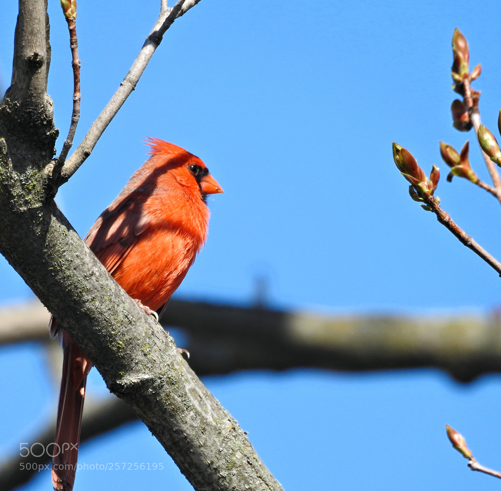 Nikon Coolpix P900 sample photo. Spring cardinal photography