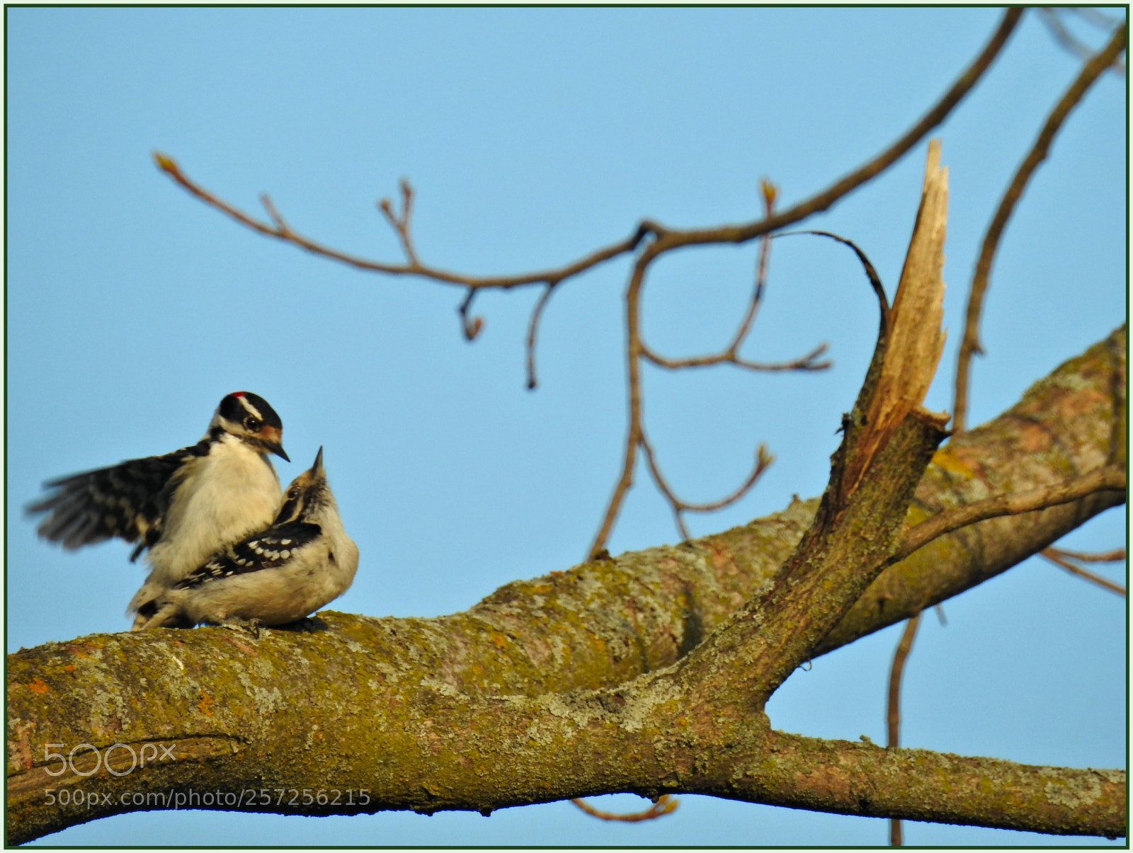 Nikon Coolpix P900 sample photo. Mating woodpeckers photography