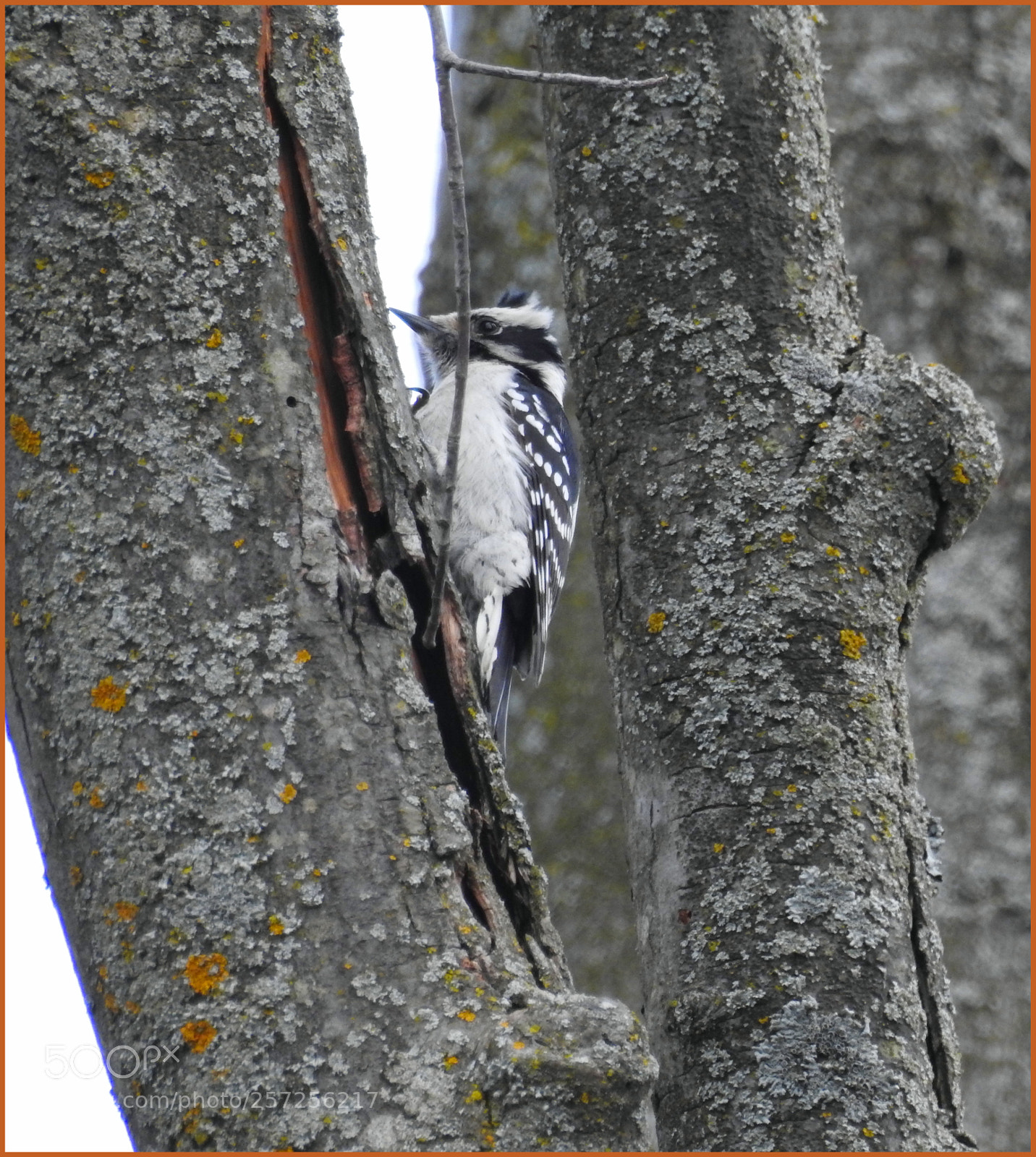 Nikon Coolpix P900 sample photo. Woodpecker at work photography