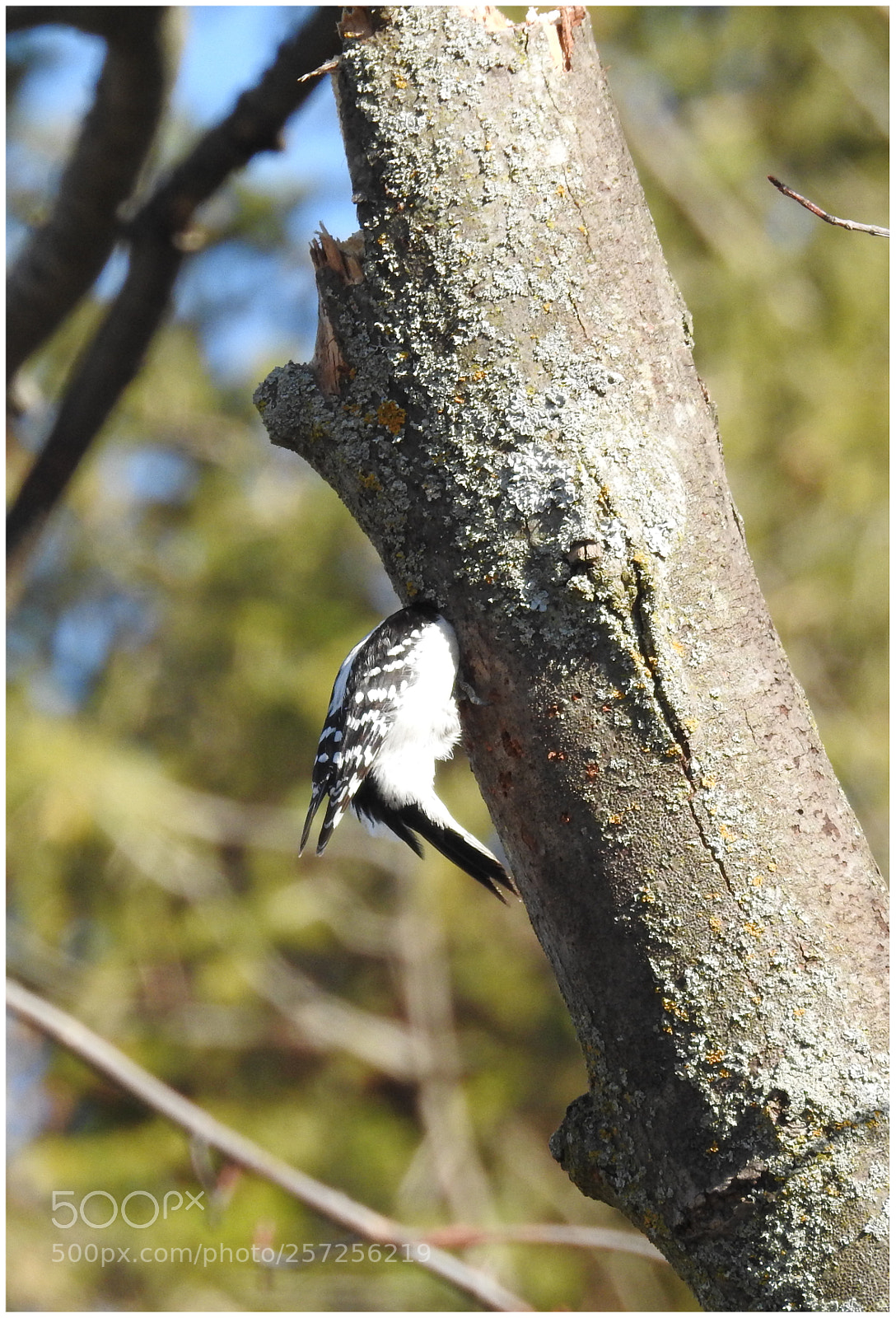 Nikon Coolpix P900 sample photo. Woodpecker found bugs photography