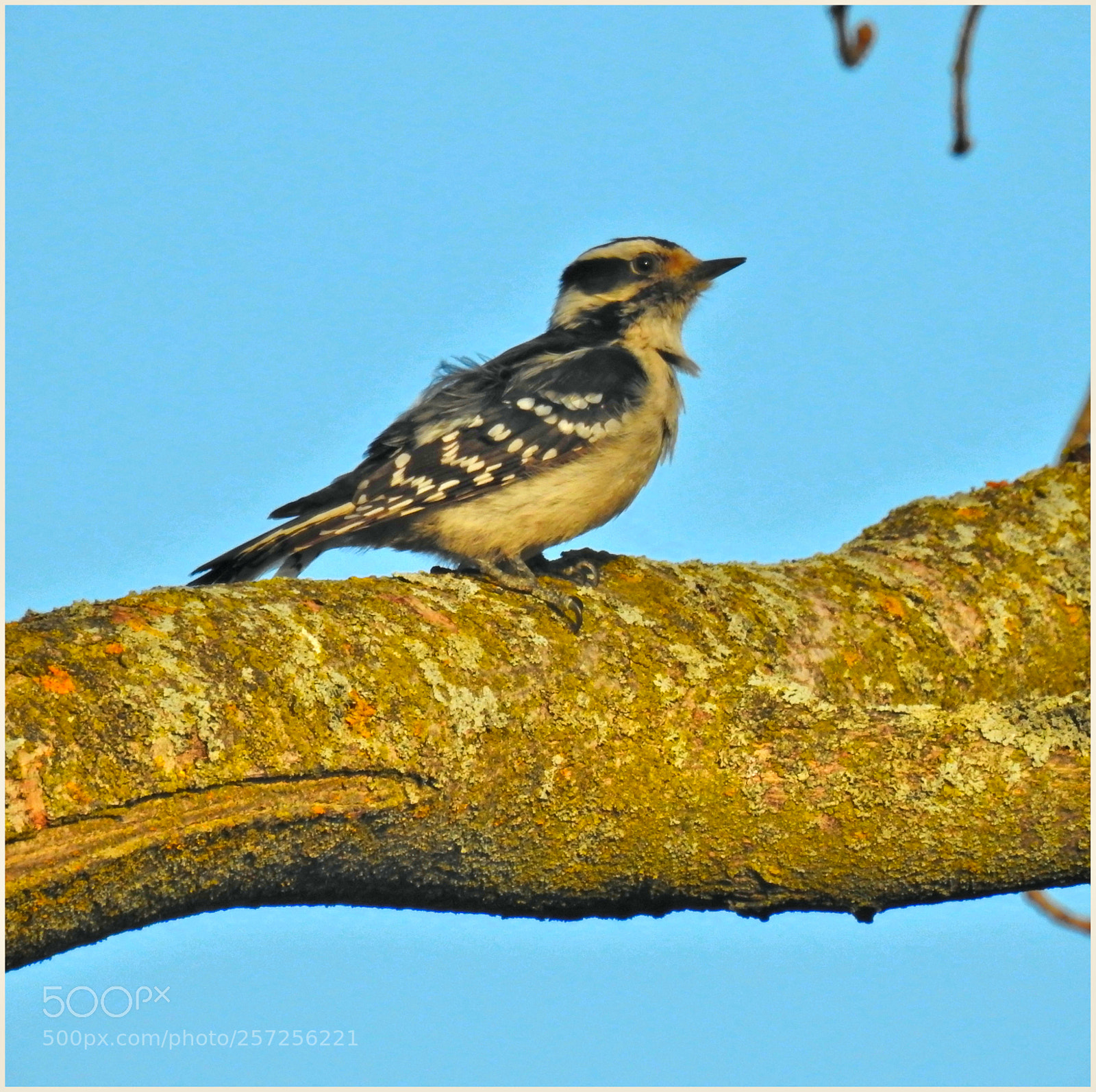 Nikon Coolpix P900 sample photo. Woody woodpecker photography