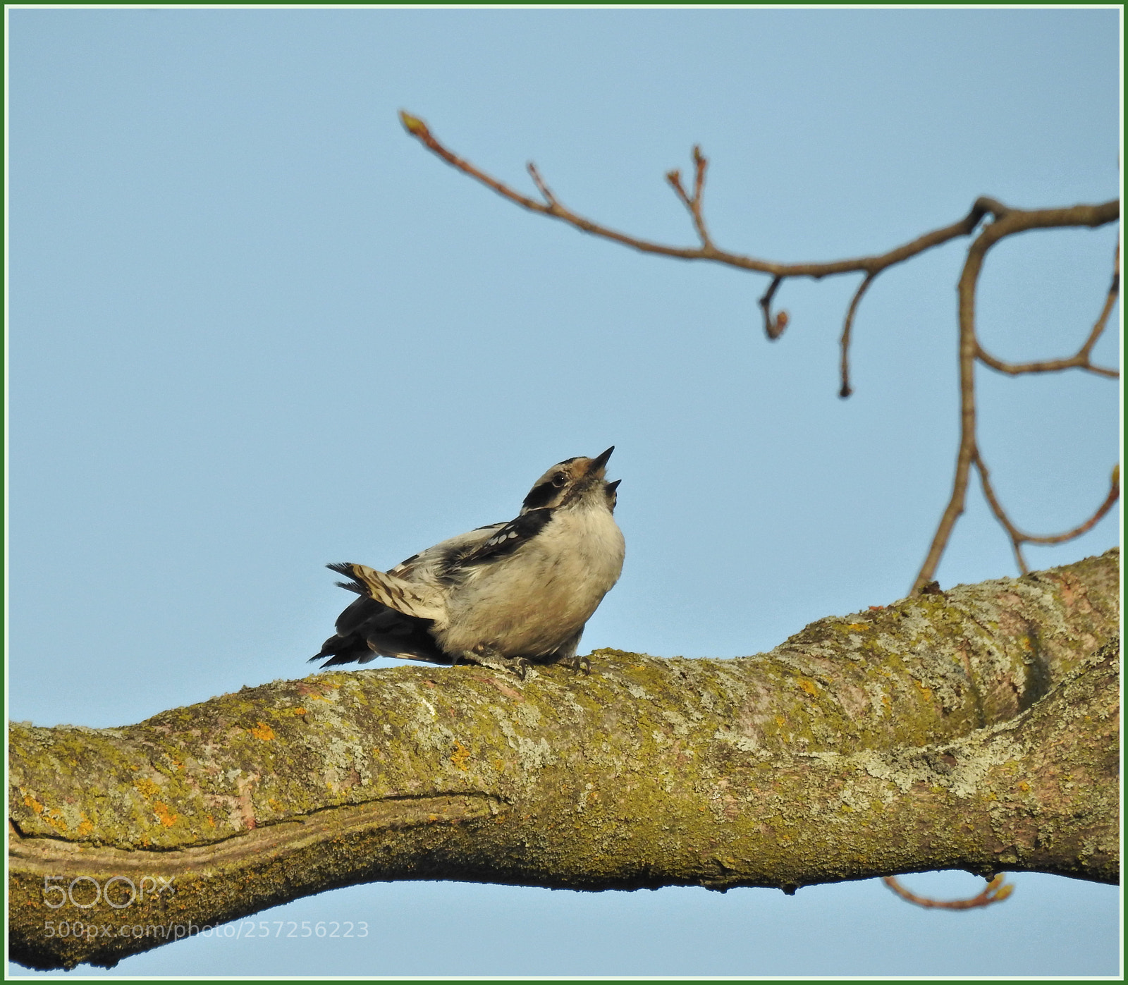 Nikon Coolpix P900 sample photo. Woodpeckers after mating photography