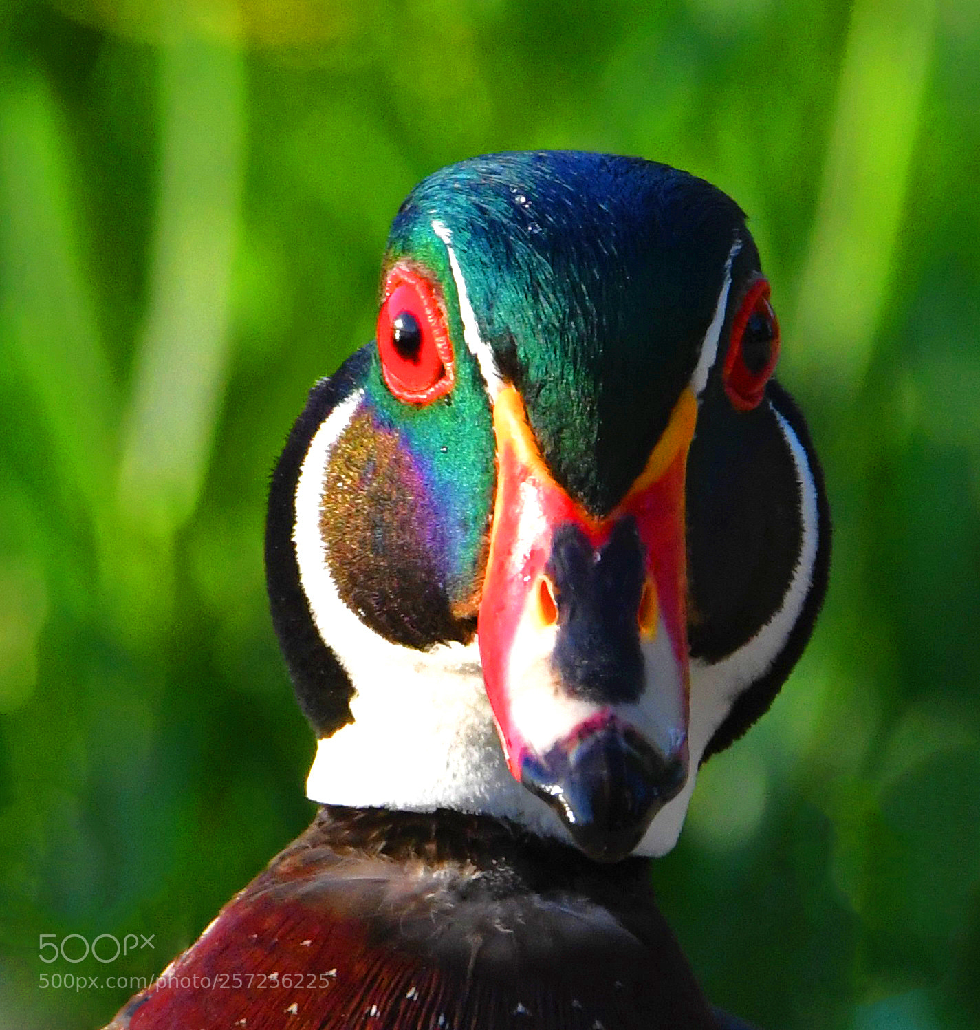 Nikon D500 sample photo. Wood duck photography