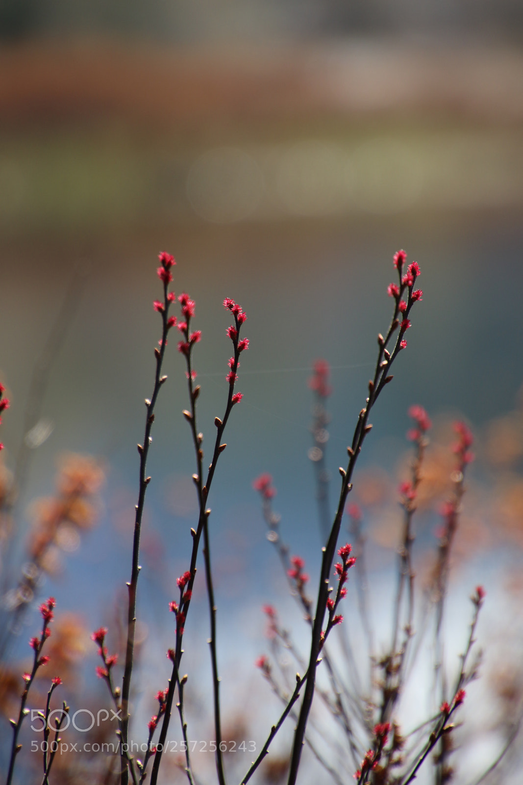 Canon EOS 7D Mark II sample photo. Untitled photography