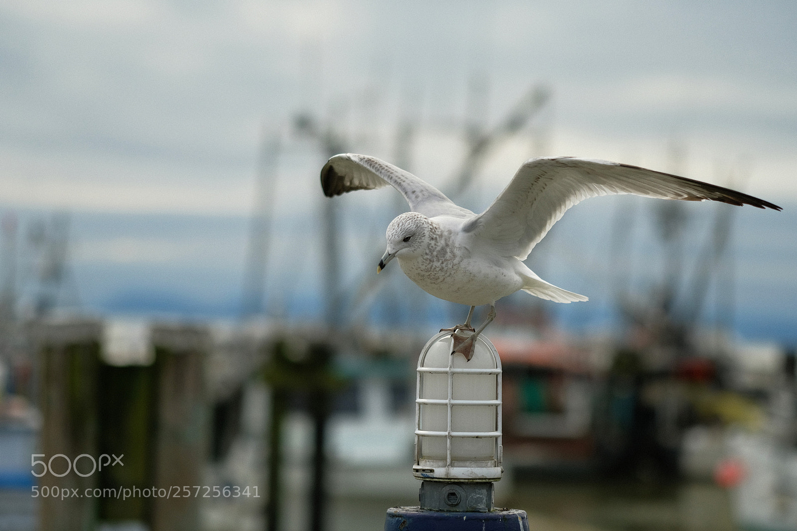 Fujifilm X-Pro2 sample photo. Wings of imagination photography
