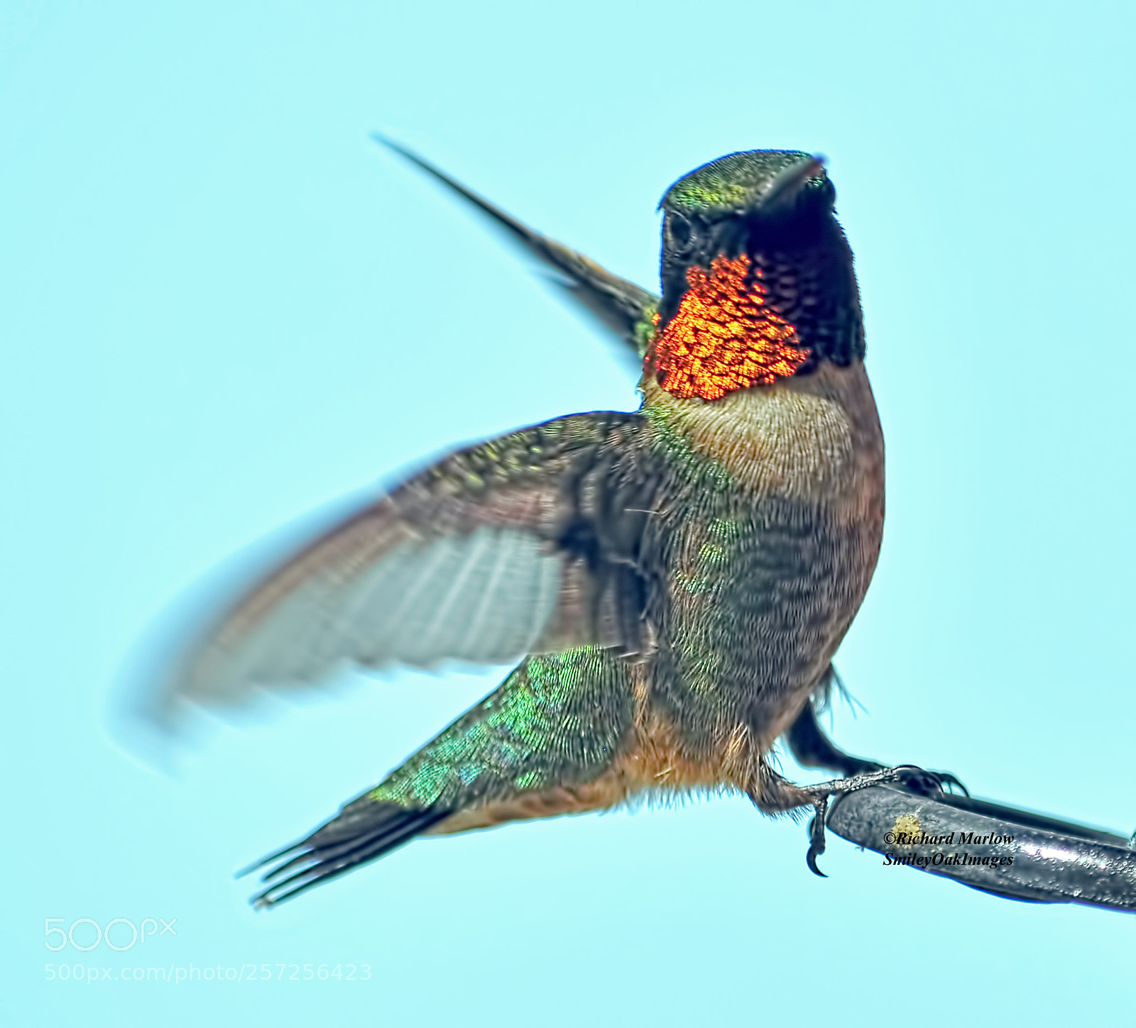Nikon D5000 sample photo. Hummingbird photography