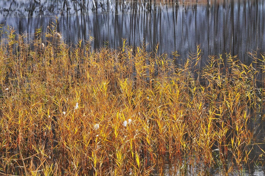 Nikon D3S sample photo. 葦枯の窓 photography
