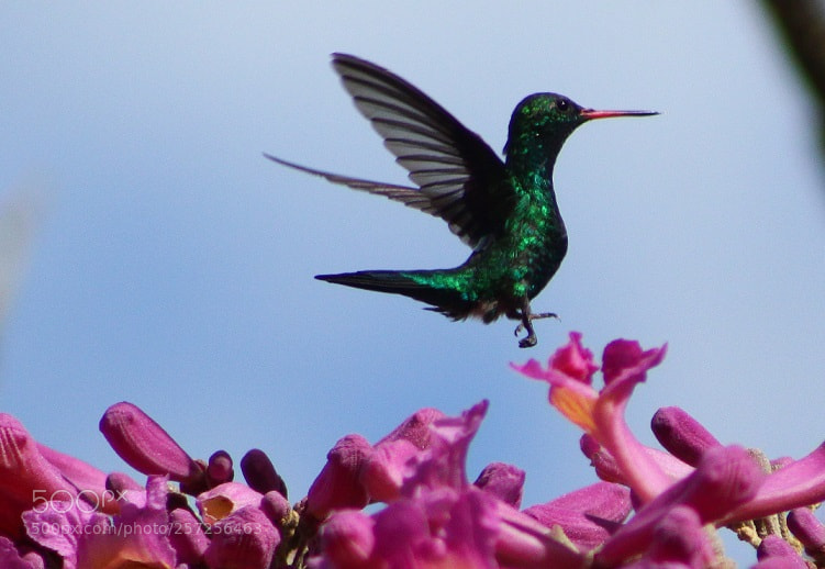 Canon EOS 1300D (EOS Rebel T6 / EOS Kiss X80) sample photo. Hummingbird in brazil photography