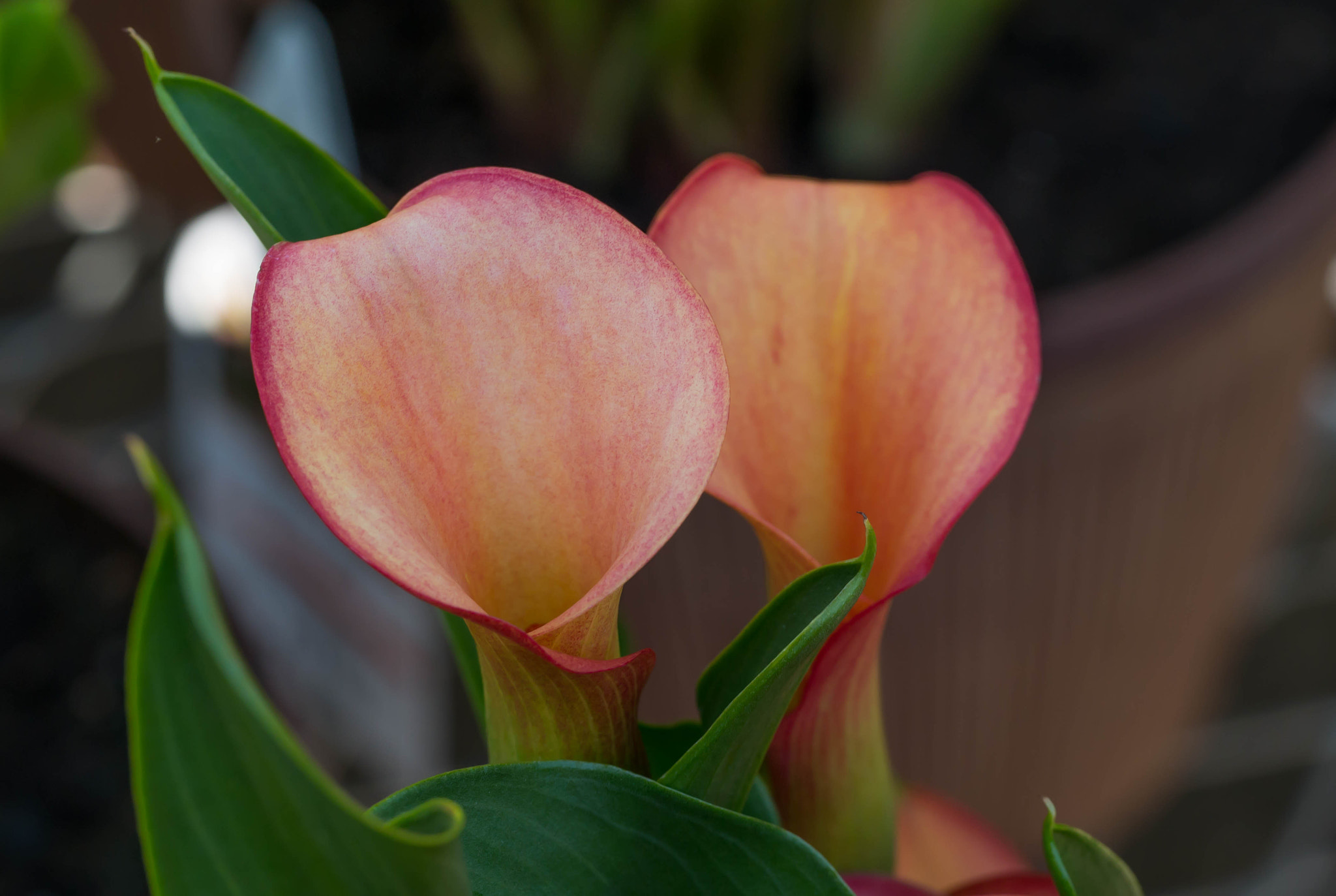 Panasonic Lumix DMC-G85 (Lumix DMC-G80) sample photo. Garden gem photography
