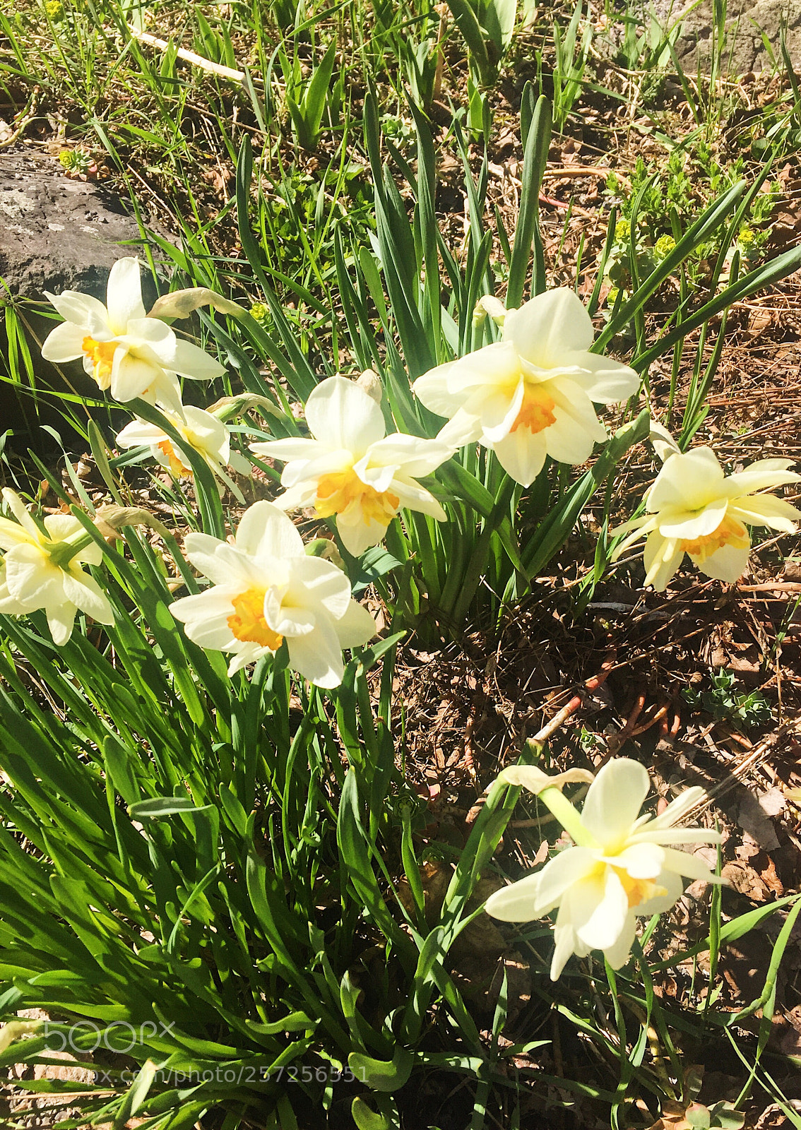 Apple iPhone 6 sample photo. Springggg photography