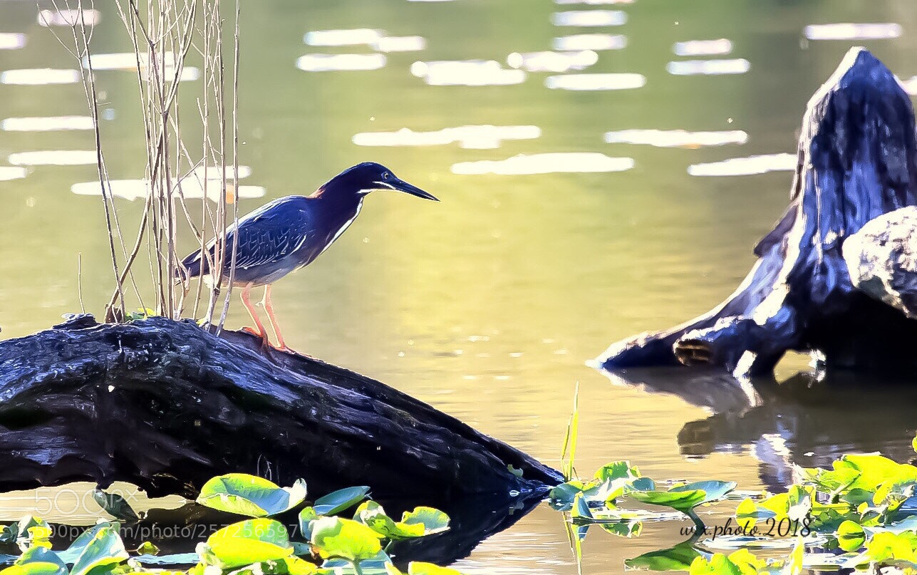 Canon EOS 7D Mark II sample photo. Striated hero photography
