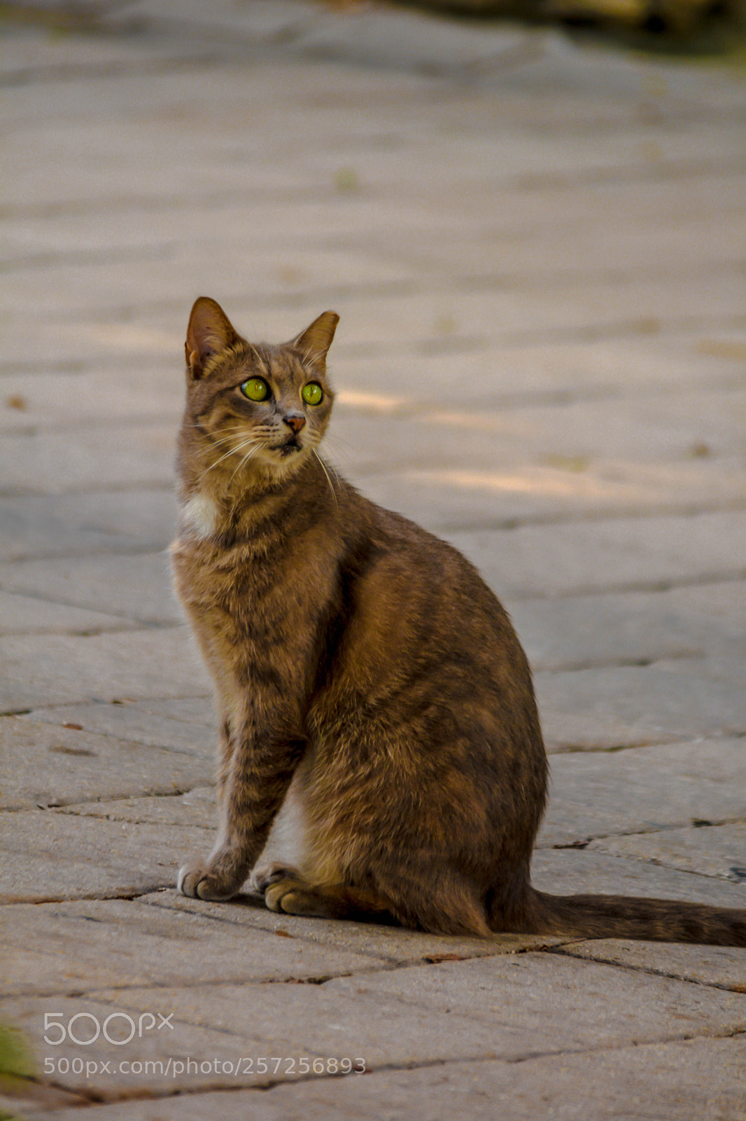 Nikon D5200 sample photo. The florida cat photography