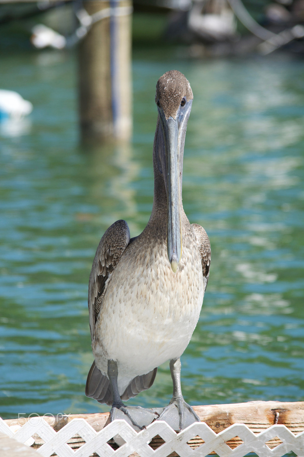 Nikon D5200 sample photo. The pelican photography