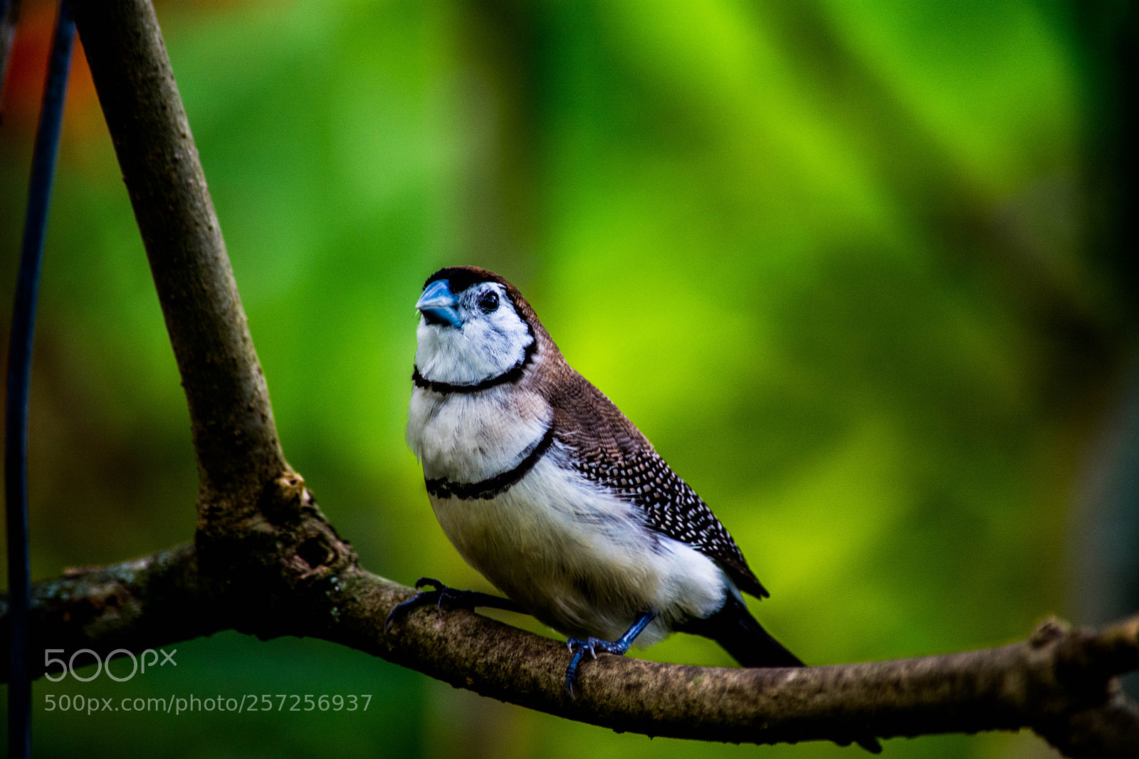 Nikon D5200 sample photo. The perched bird photography