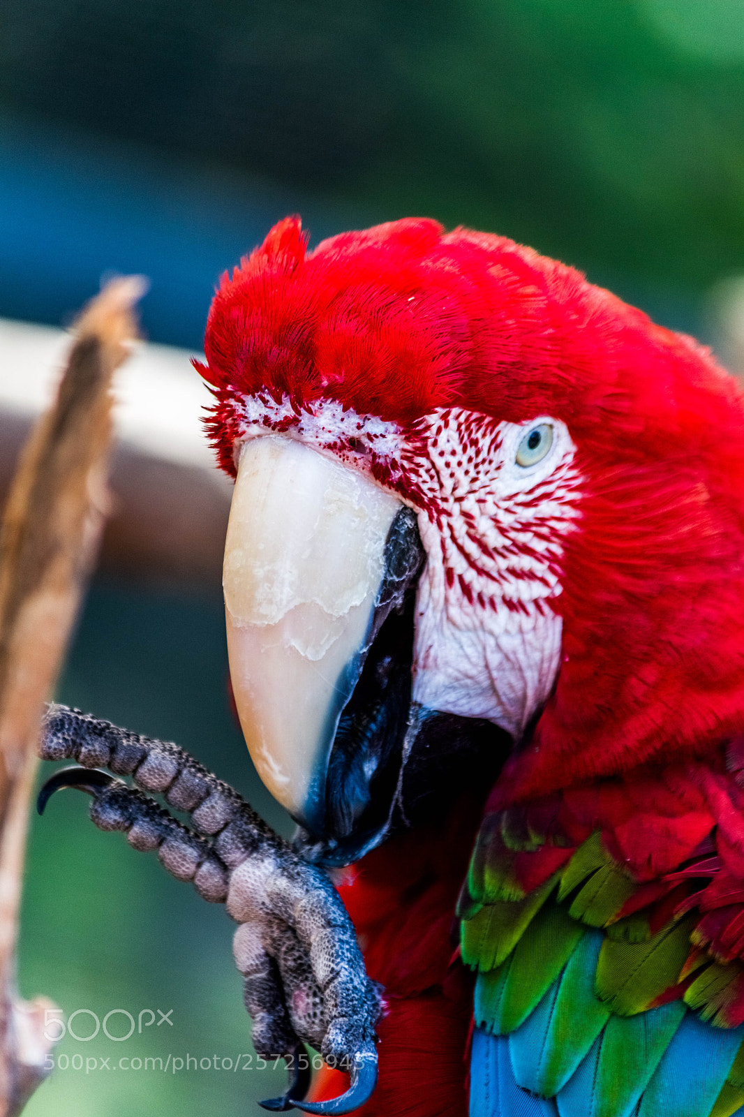 Nikon D5200 sample photo. The scarlett macaw! photography