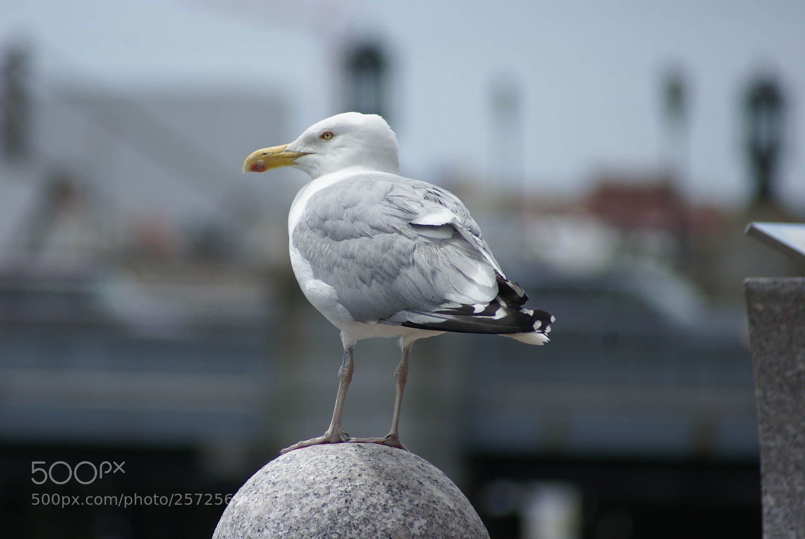 Sony Alpha DSLR-A100 sample photo. The seagull of the photography