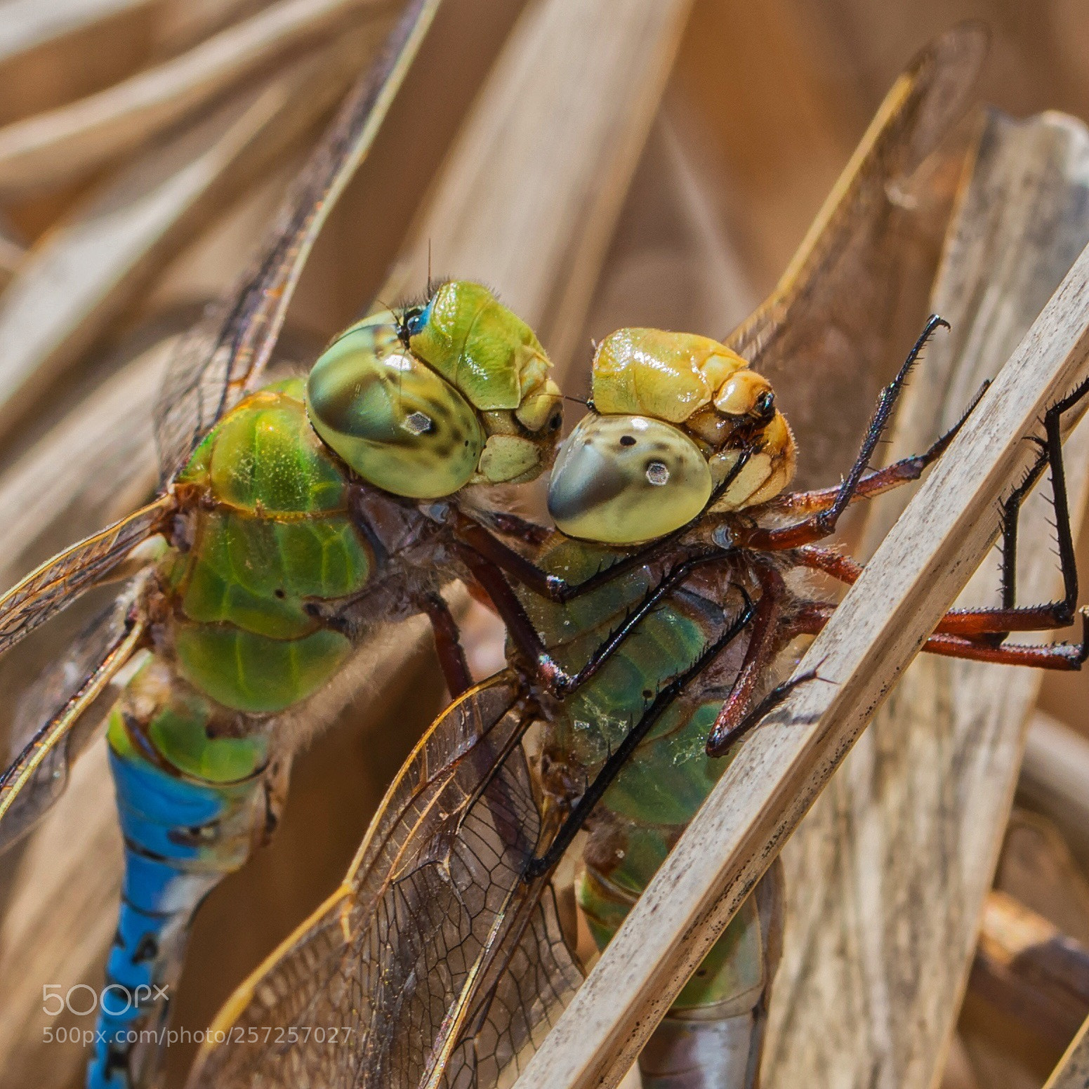 Nikon D7200 sample photo. Courtship photography
