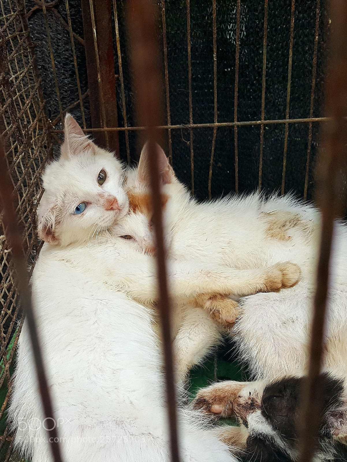 Samsung Galaxy Note5 sample photo. Captivity cats photography