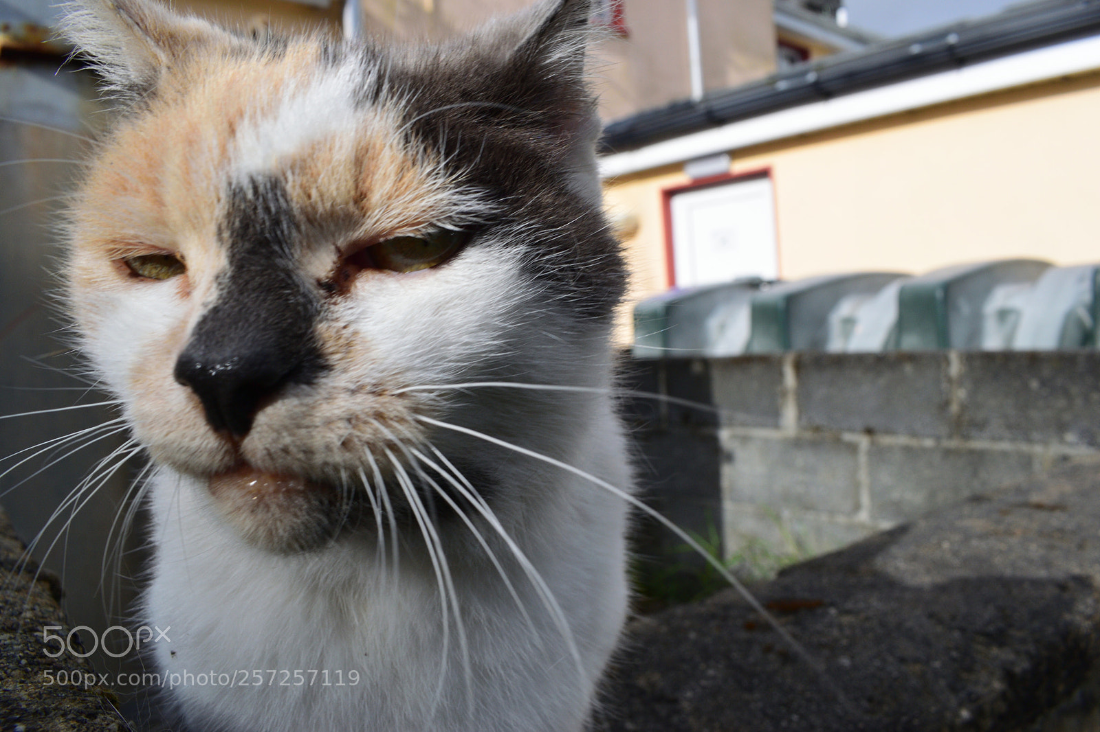 Nikon D3300 sample photo. Clifden cat photography