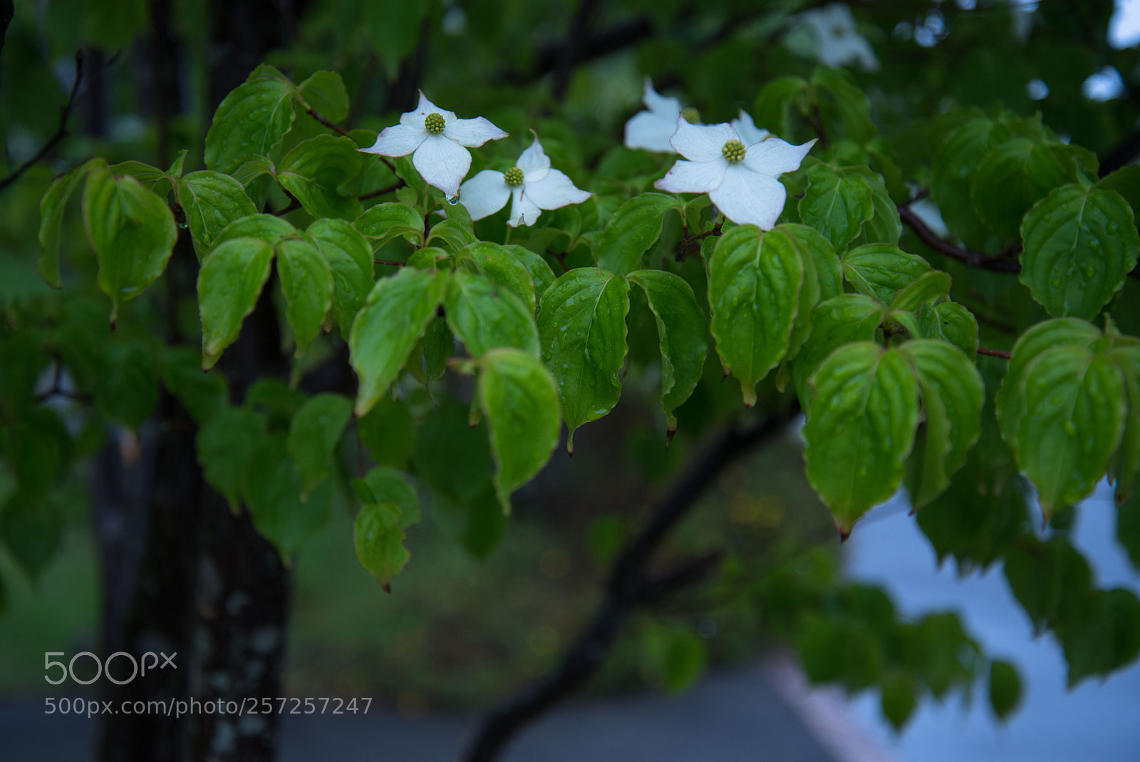 Nikon D750 sample photo. The voice of rain photography