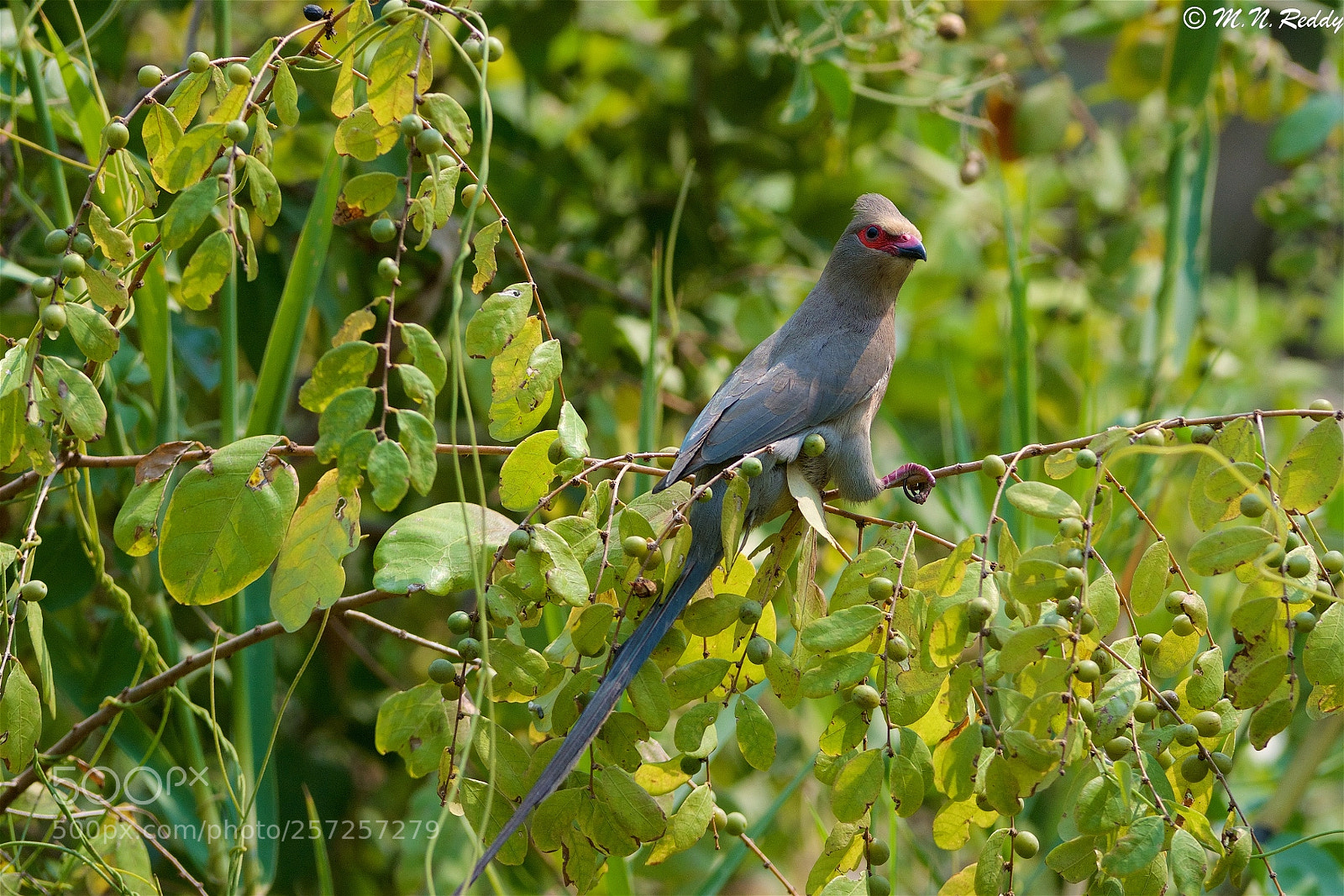 Nikon D7100 sample photo. Speckled mousebird photography