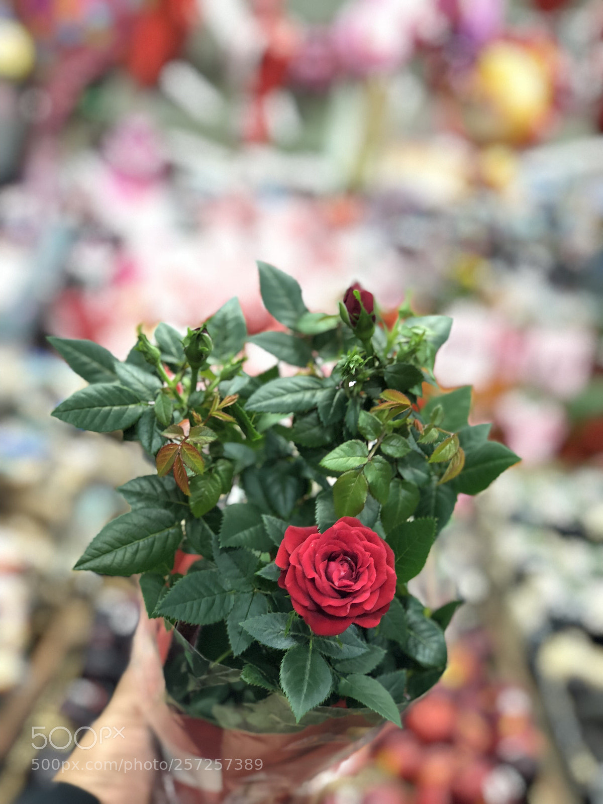 Apple iPhone X sample photo. Rose photography