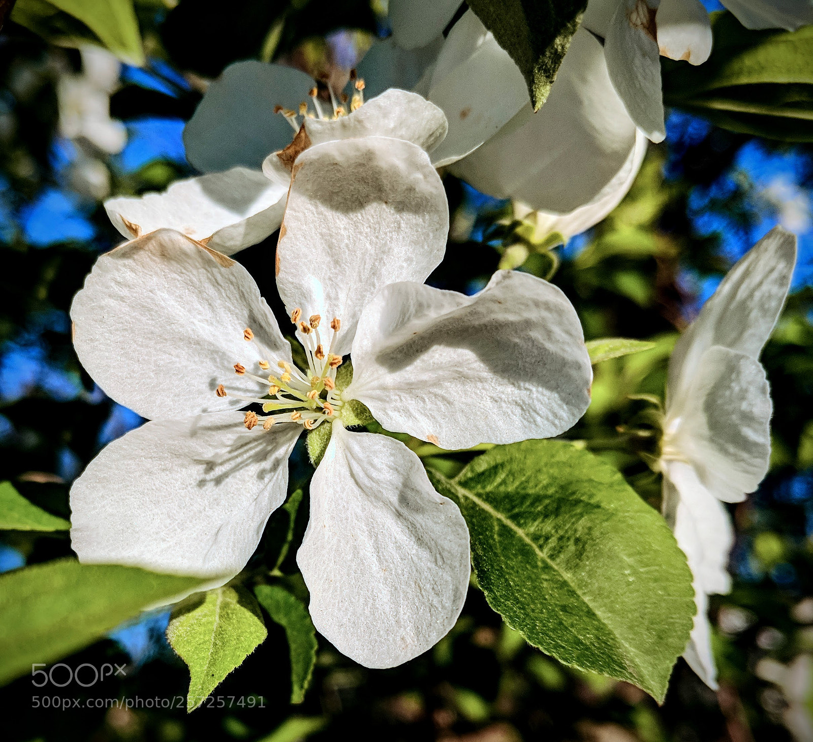 Google Pixel 2 sample photo. Spring springing photography
