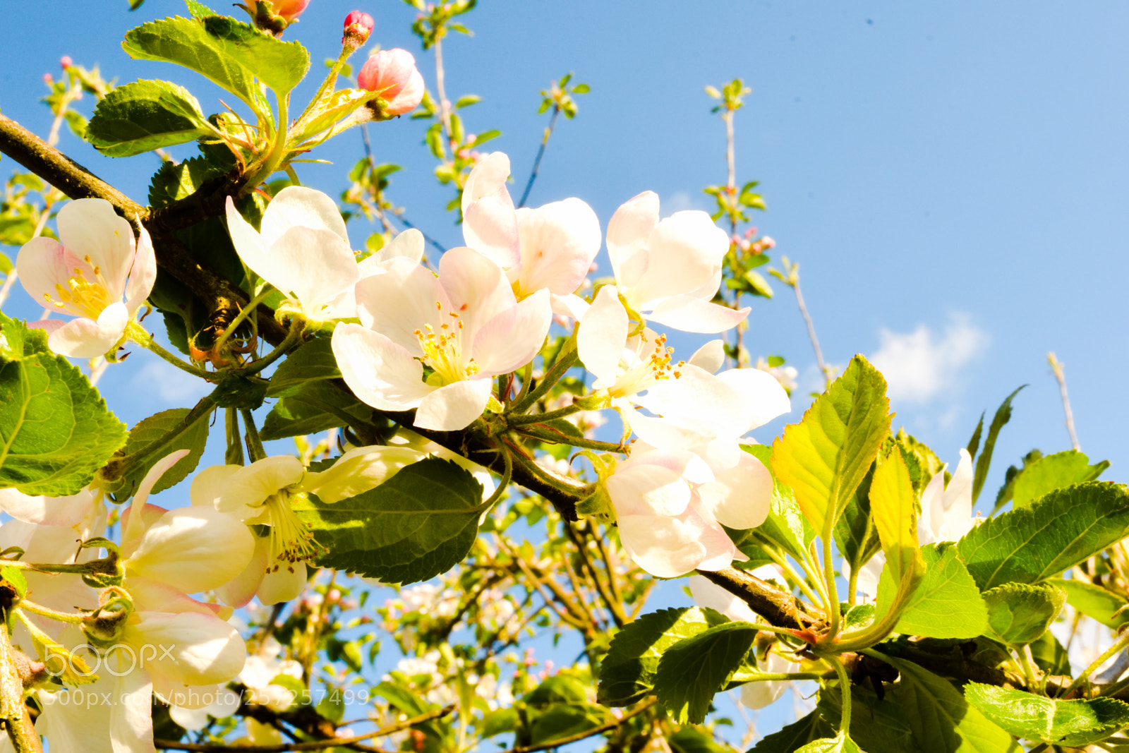Nikon D3300 sample photo. Apple blossoms photography