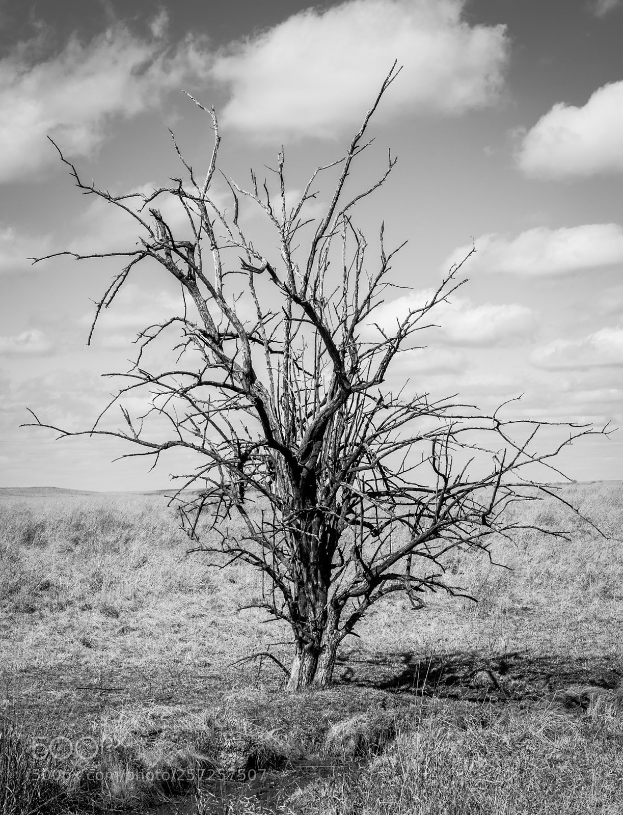 Nikon D7200 sample photo. Old tree photography