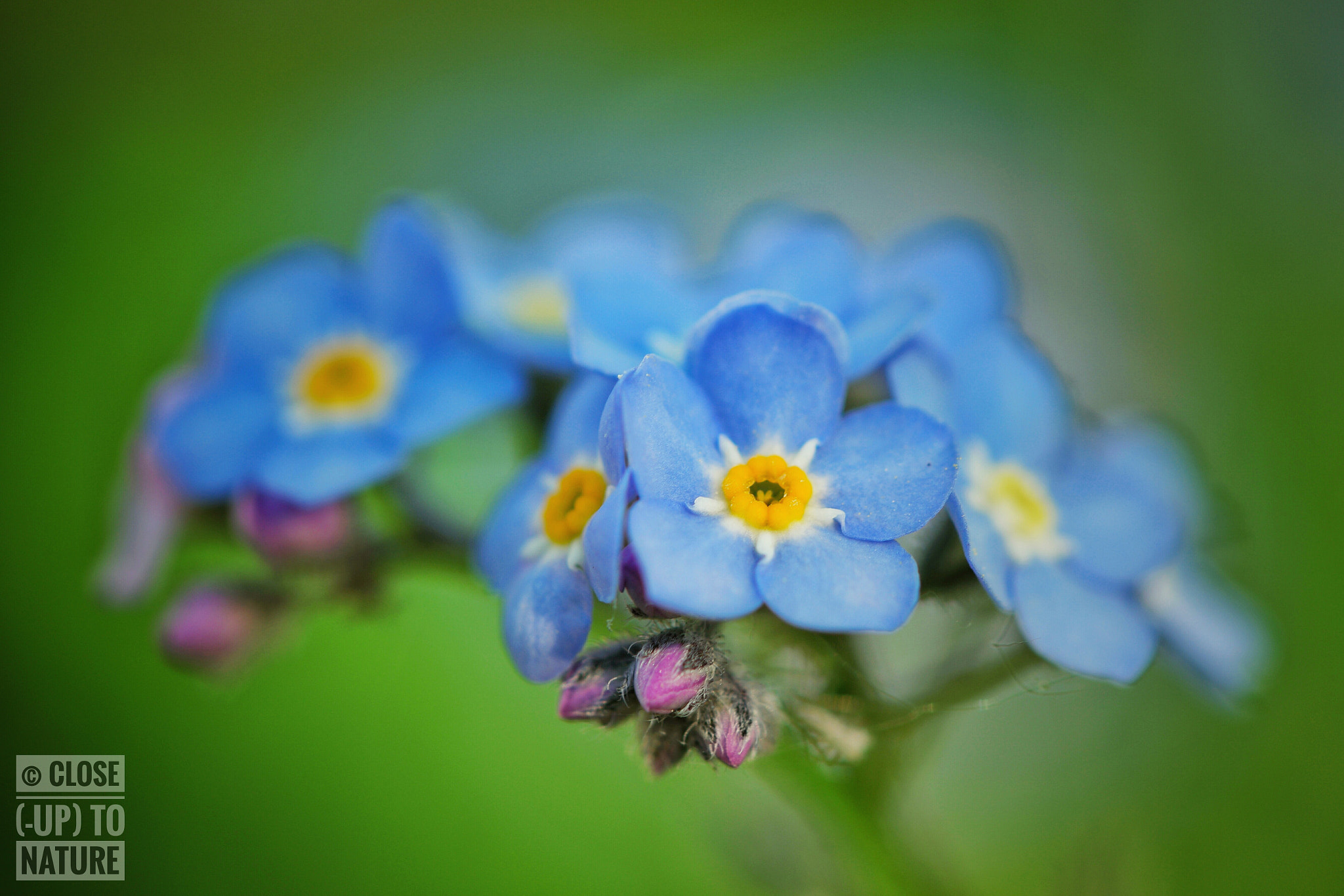 Samsung NX500 sample photo. Myosotis (3) photography