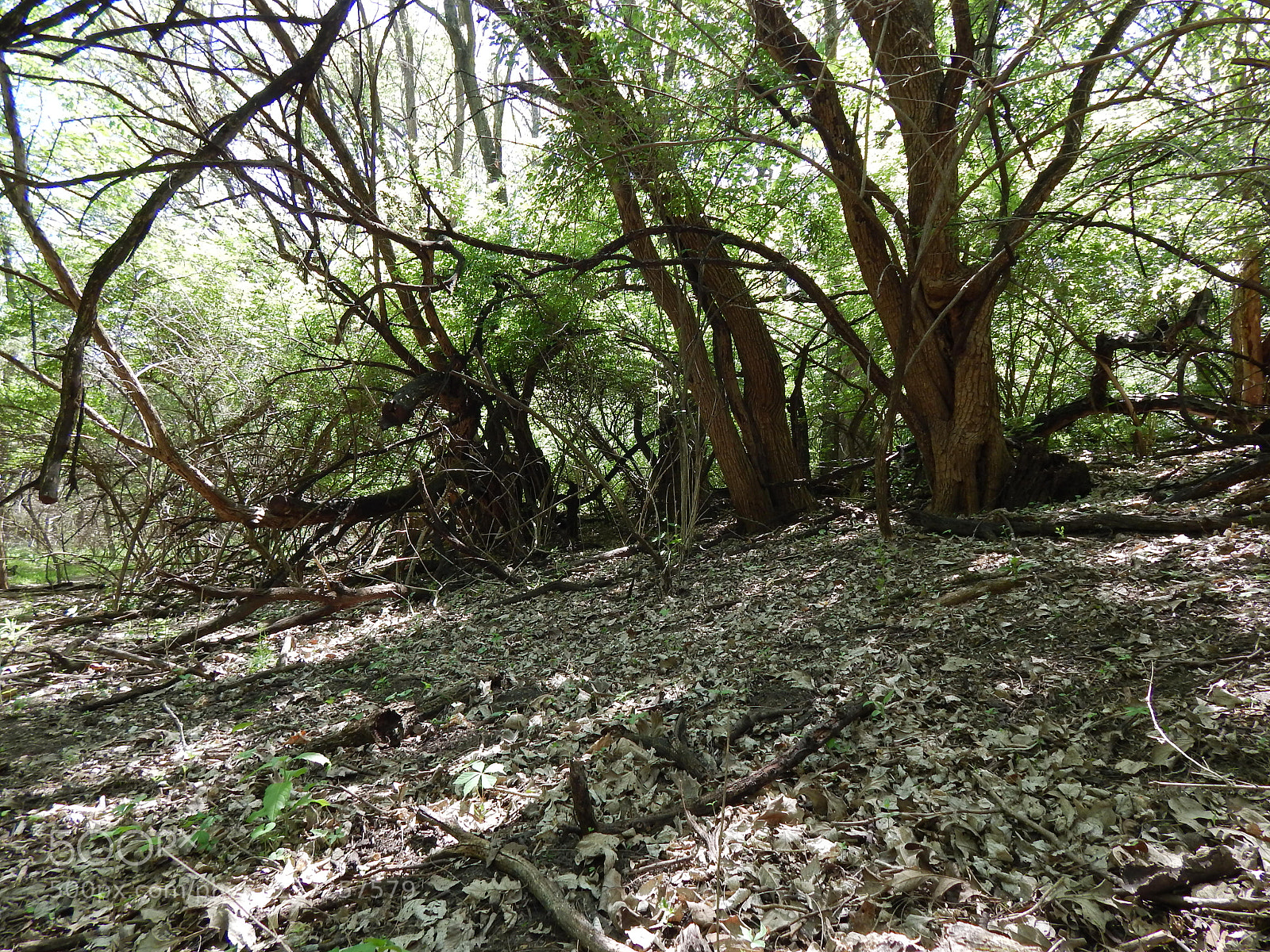 Nikon Coolpix L820 sample photo. Welton park photography