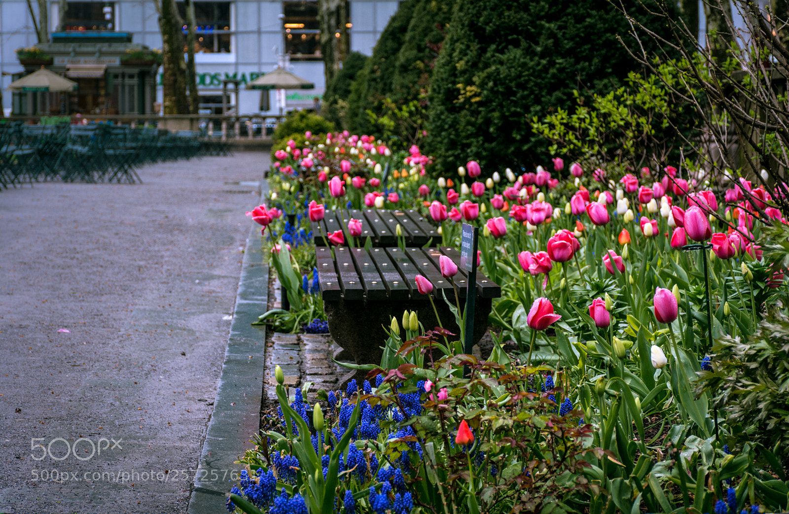 Nikon D5200 sample photo. Spring at bryant park photography
