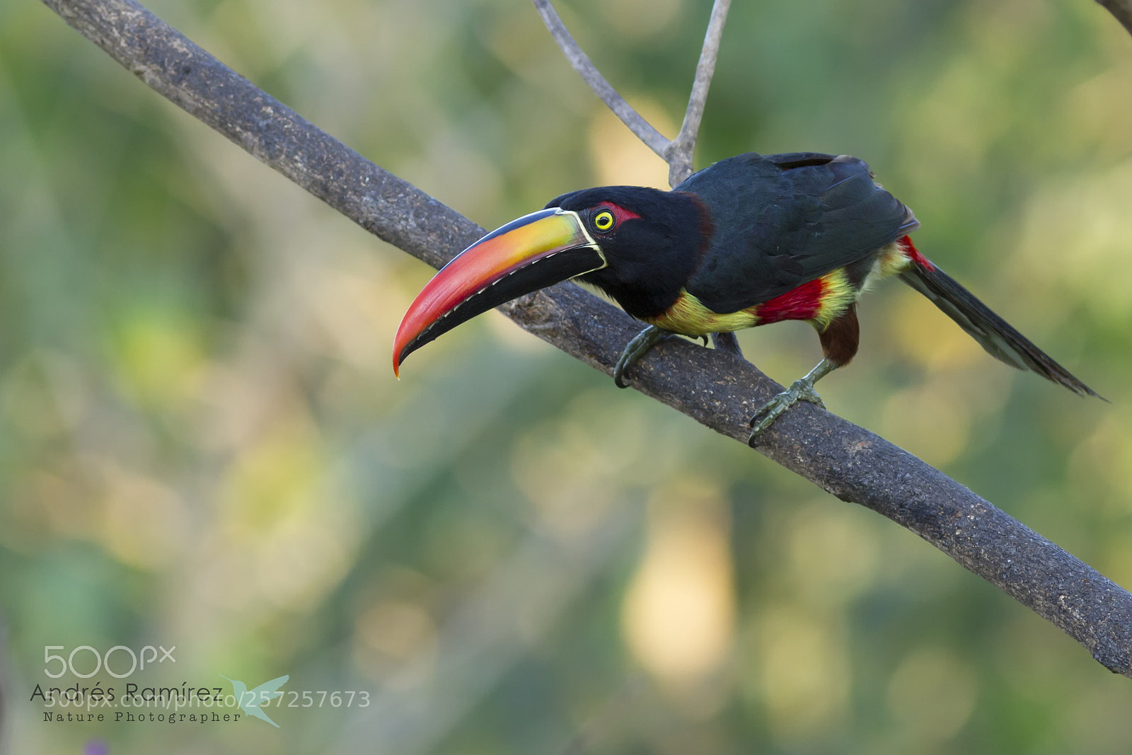 Canon EOS 7D sample photo. Fiery-billed aracari (pteroglossus frantzii) photography