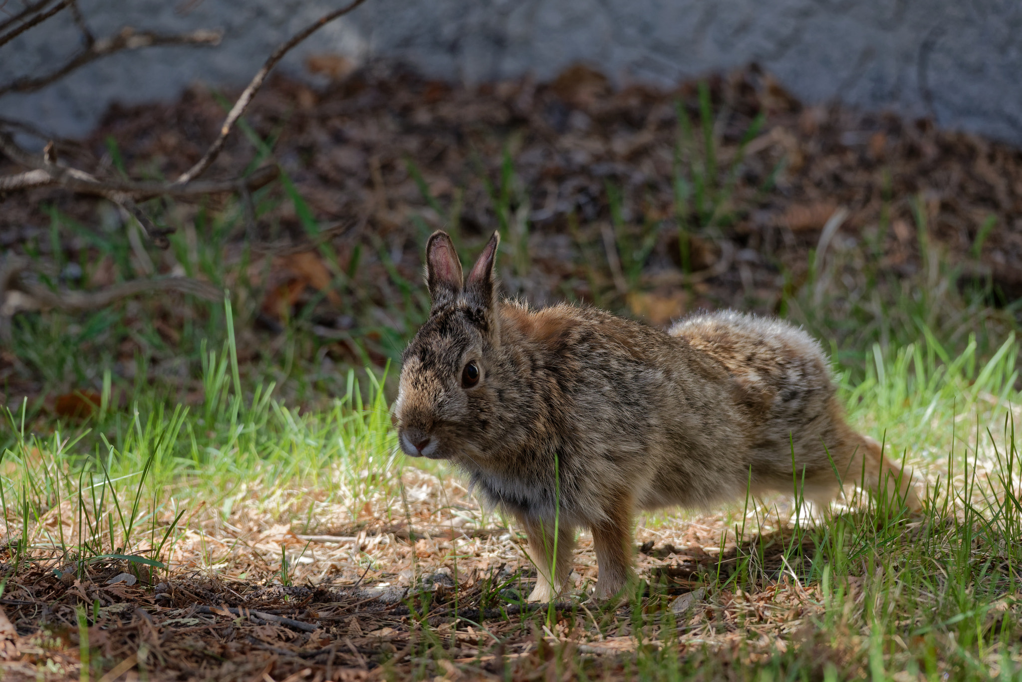 Nikon D750 + Sigma 150-500mm F5-6.3 DG OS HSM sample photo. Bunny stretch photography