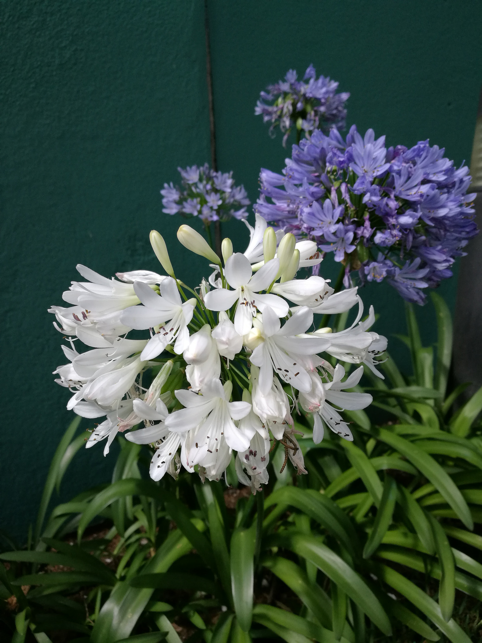 HUAWEI P9 Plus sample photo