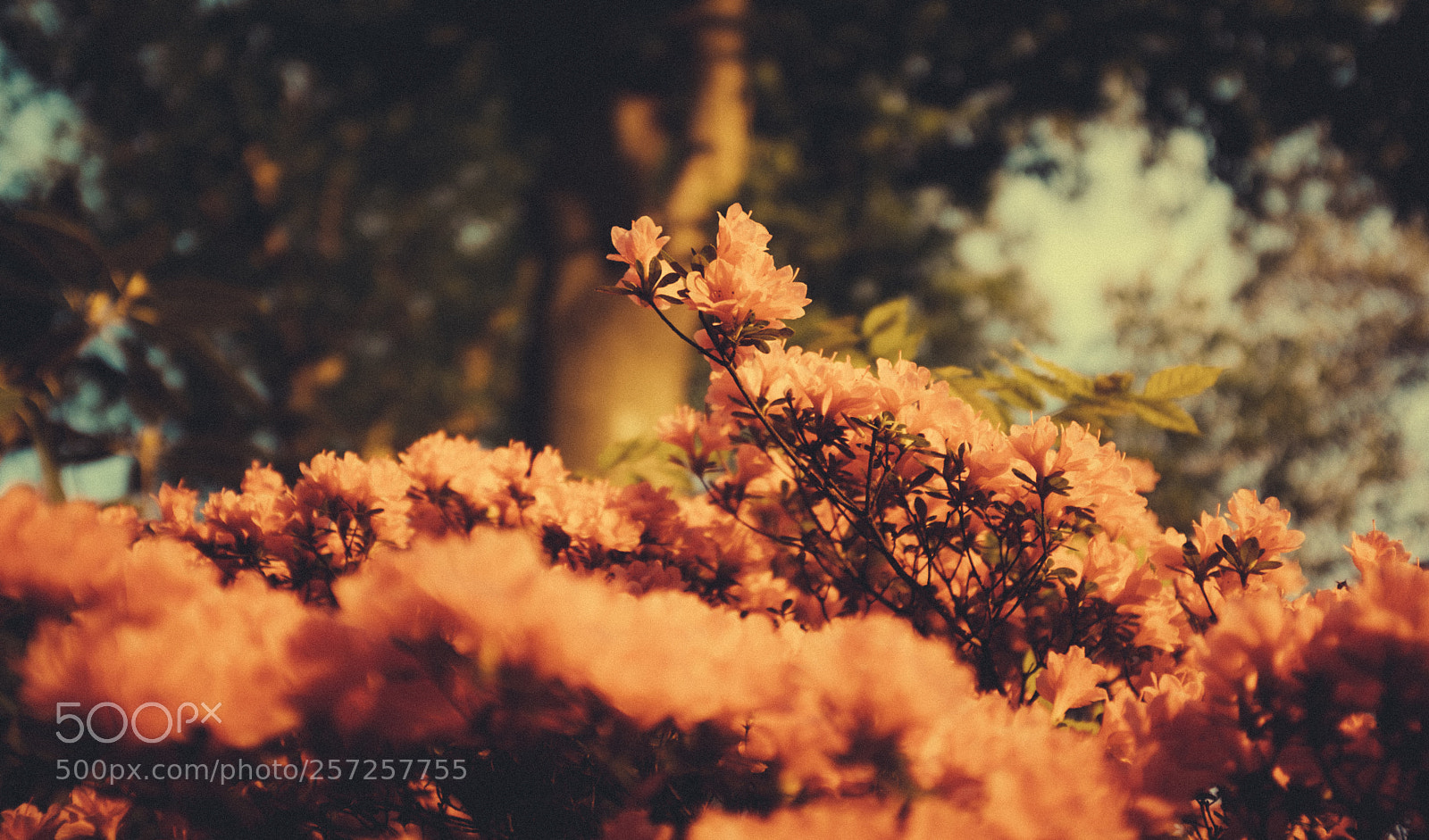 Fujifilm X100F sample photo. Pink in spring photography