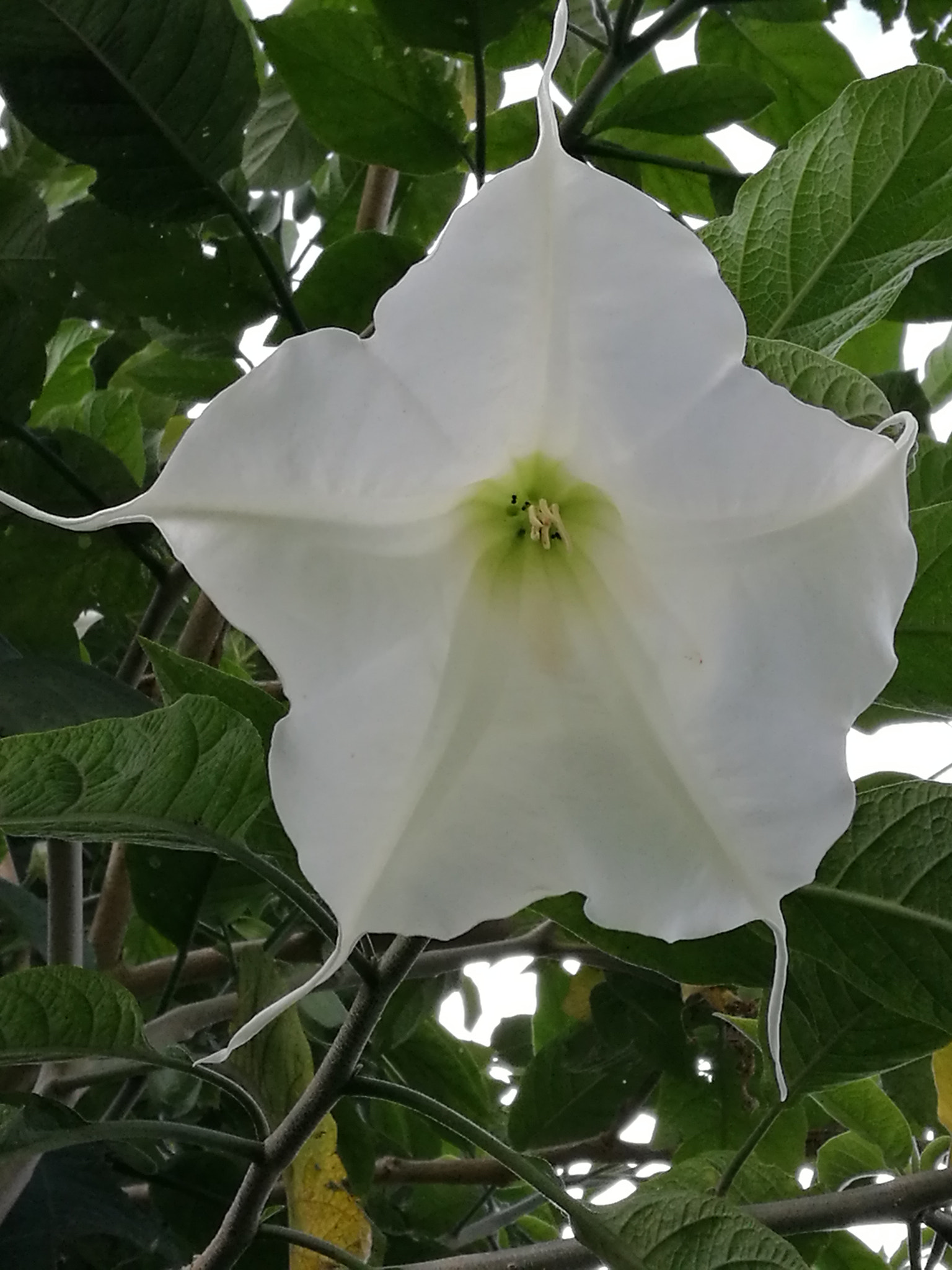 HUAWEI P9 Plus sample photo