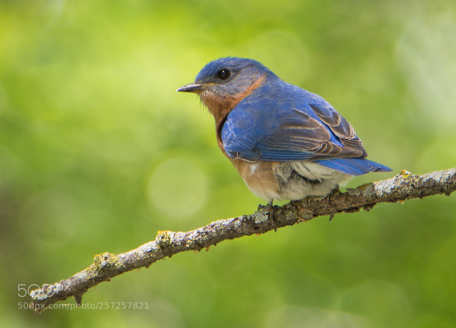 Nikon D7200 sample photo. Spring blues photography