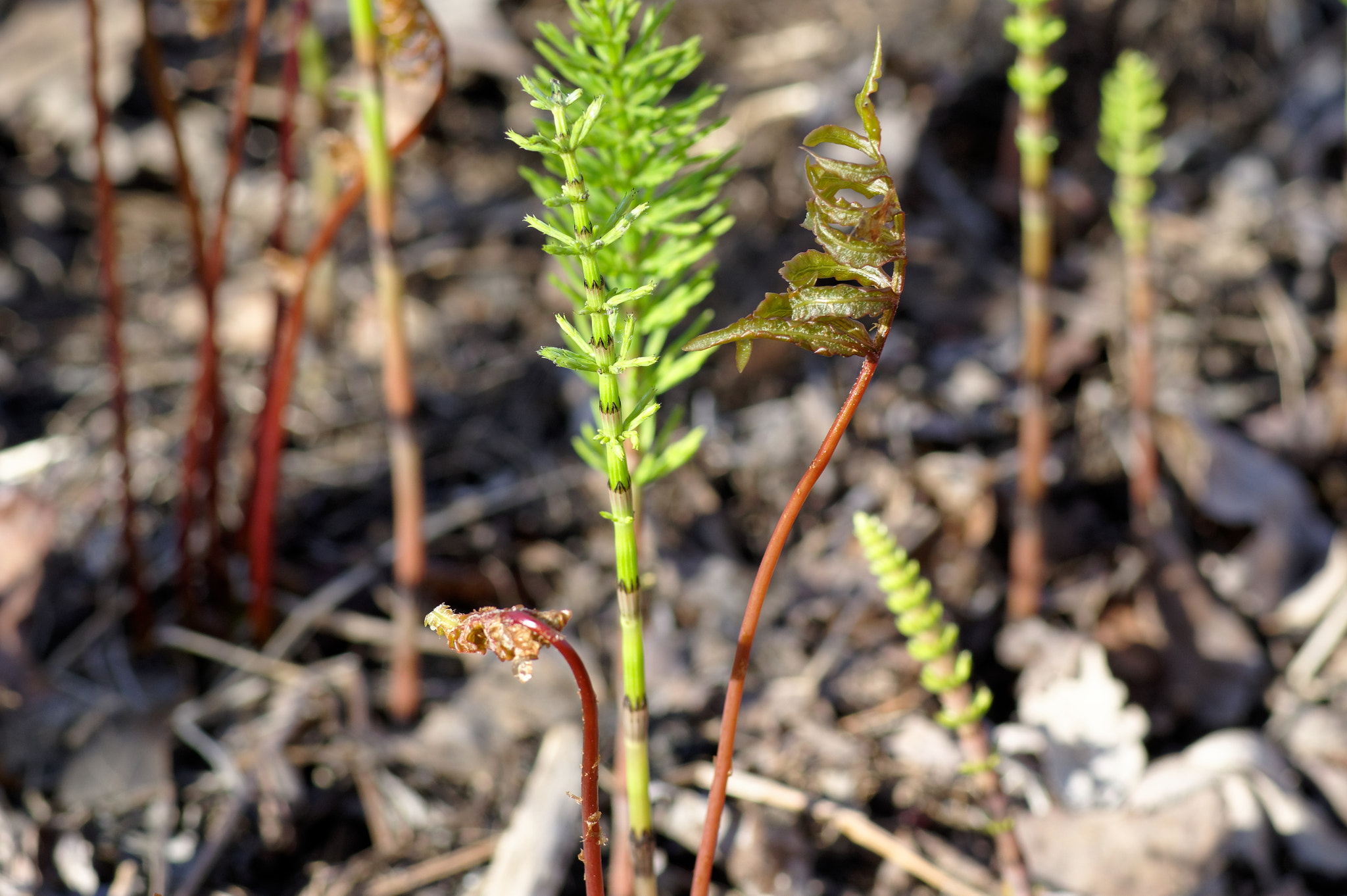 Pentax KP sample photo. New growth fern photography