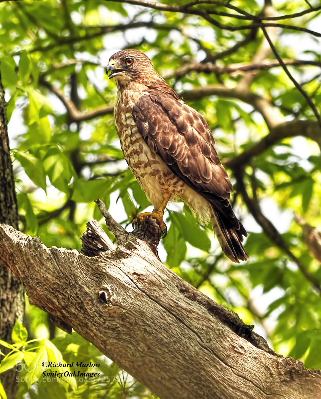 Nikon D5000 sample photo. Hawk photography
