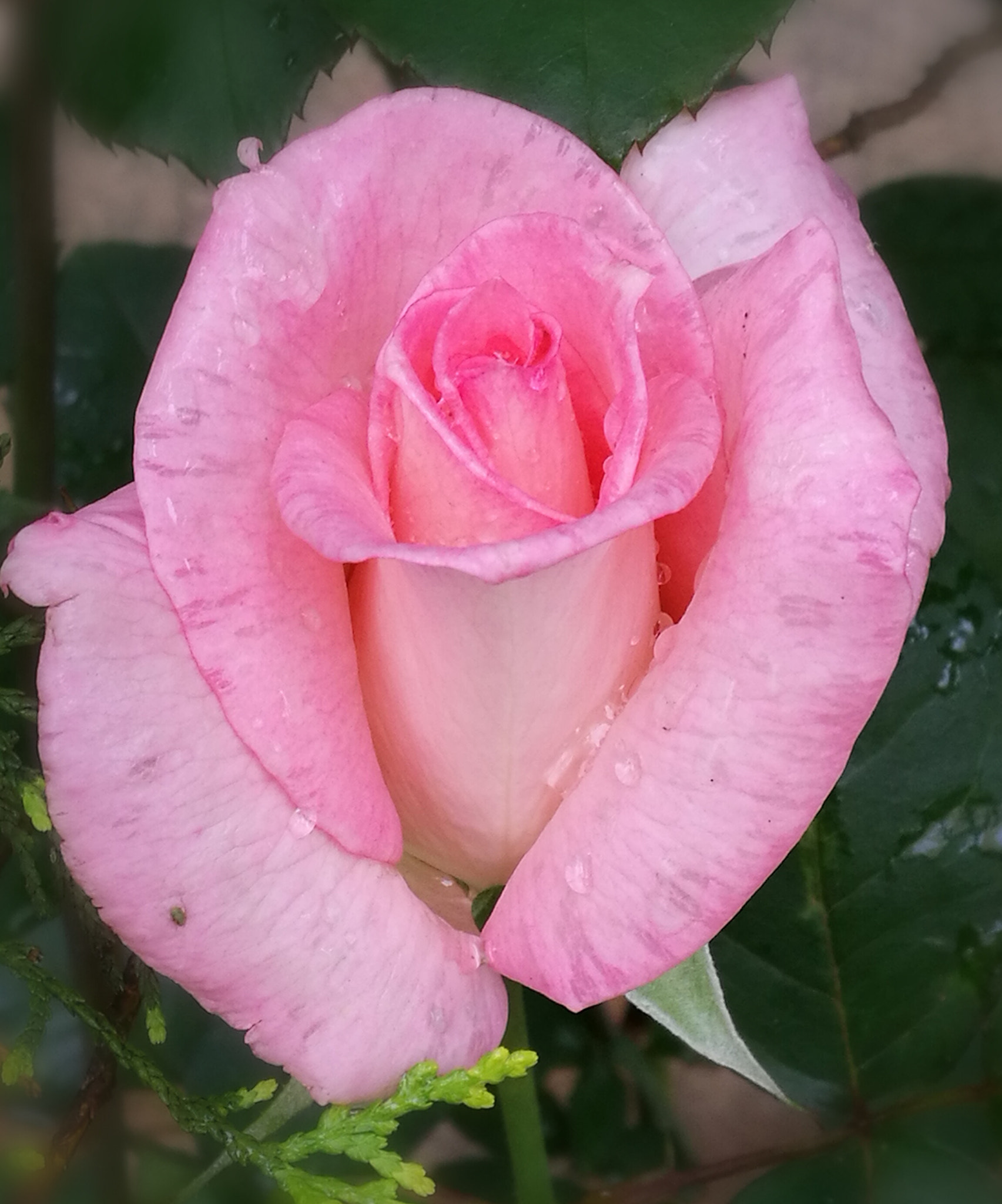 HUAWEI P9 Plus sample photo