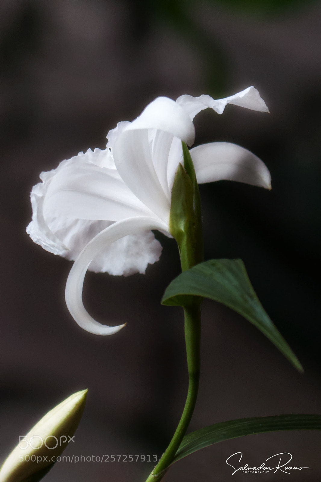 Nikon D5000 sample photo. Sobralia white orchid photography