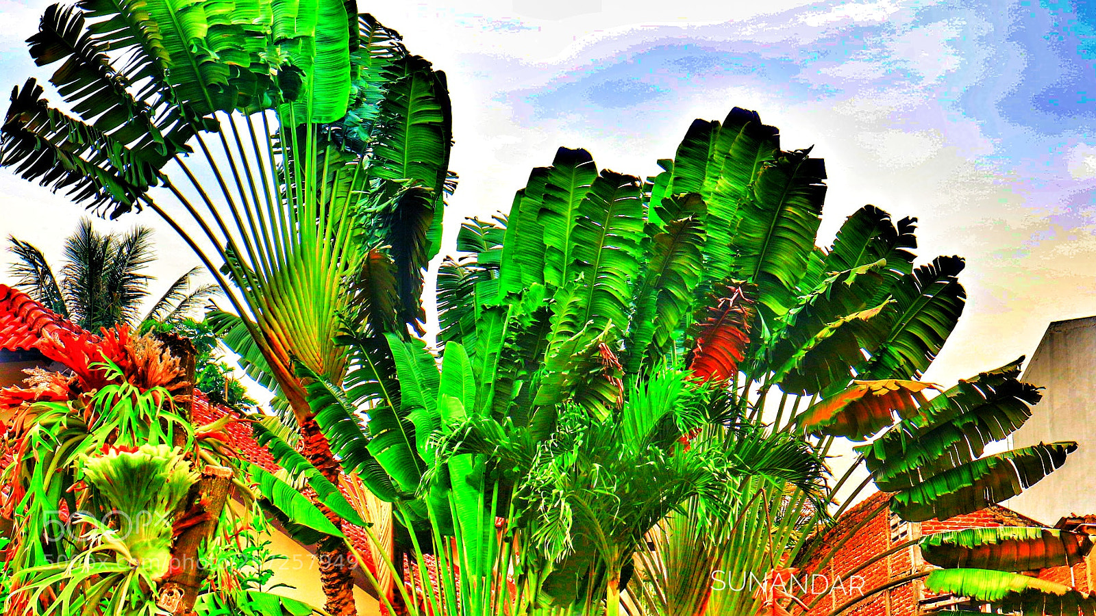 Canon EOS M10 sample photo. Benanas tree photography